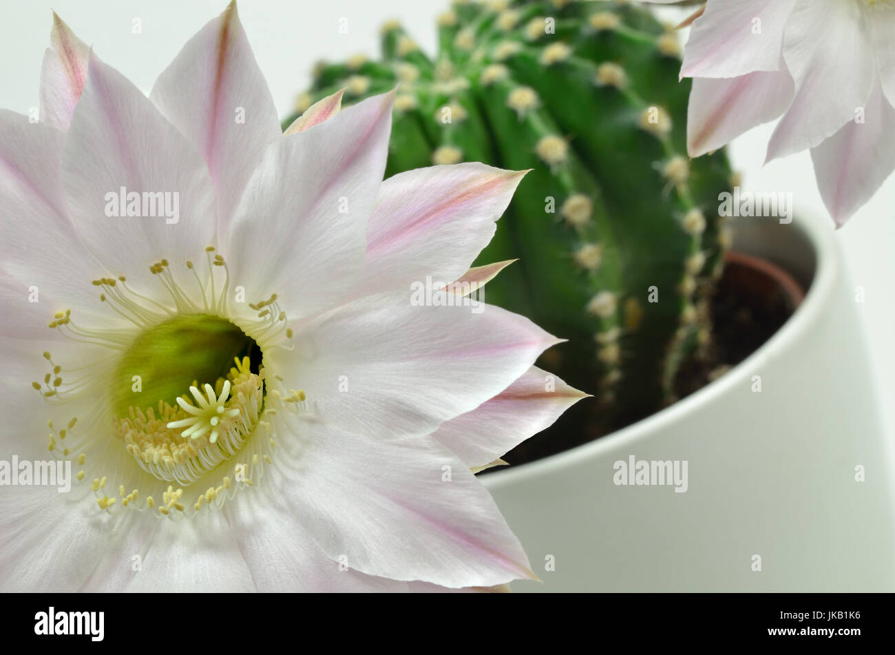 In prossimità di una regina della notte cactus con due blossoms, close up, macro, sfondo bianco Foto Stock