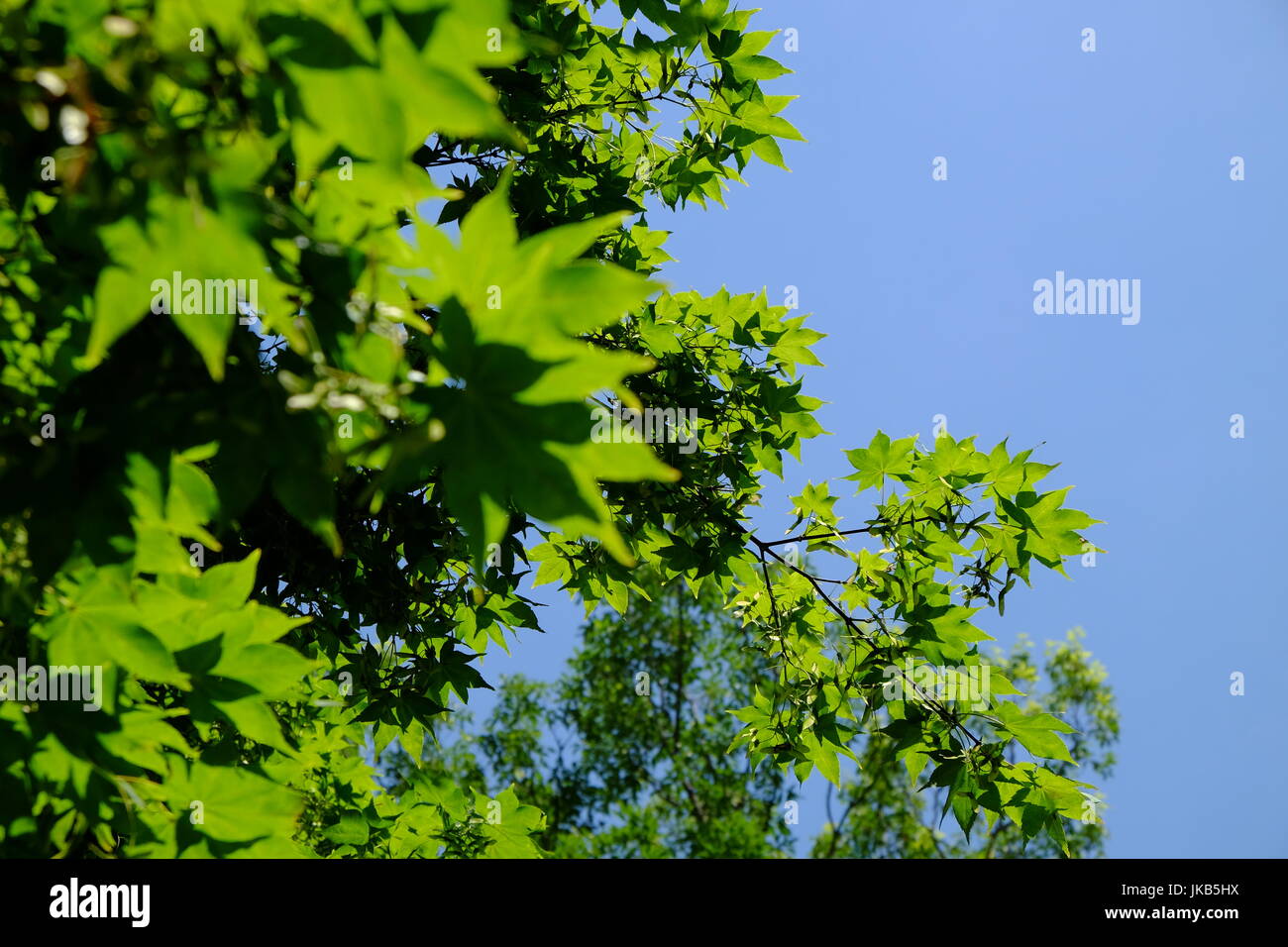 Alberi e foglie sotto la luce diretta del sole Foto Stock