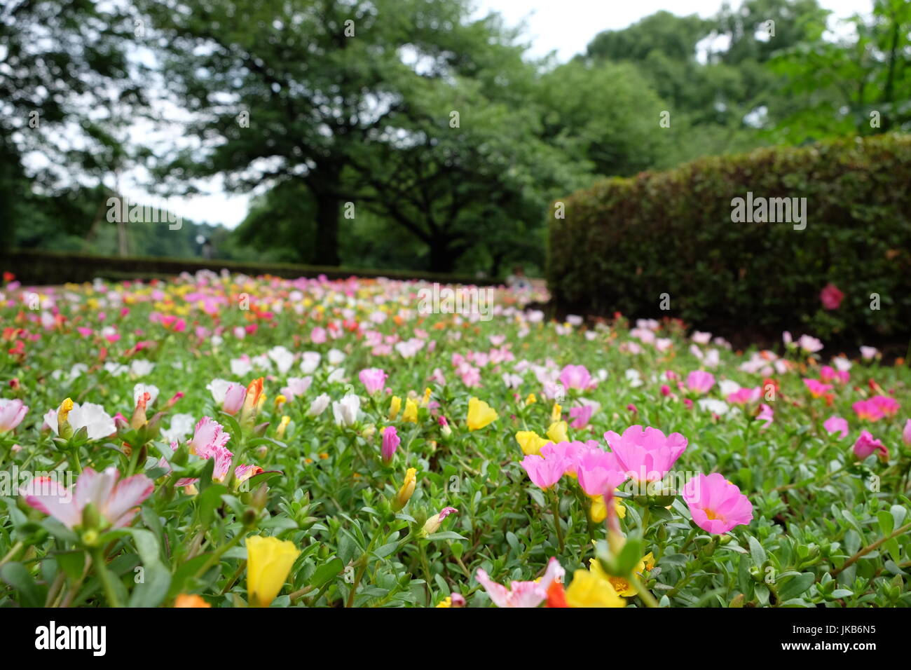 Minuscoli fiori in un parco giardino Foto Stock