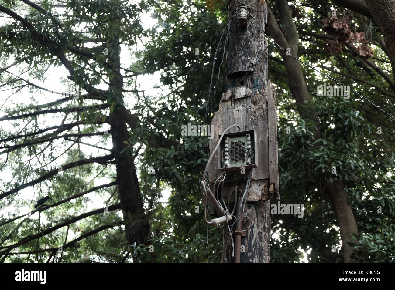 Un vecchio telefono abbandonati in pole nel bosco Foto Stock