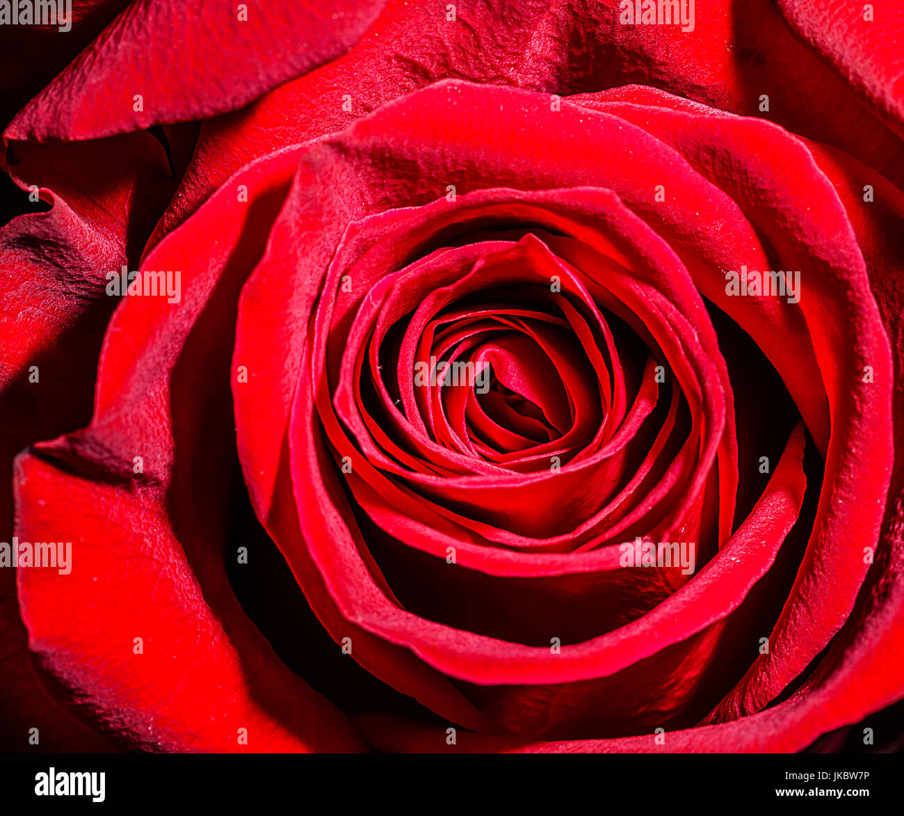 Close up macro fotografia di una rosa rossa che mostra la maglia stretta pedels del bocciolo. Foto Stock