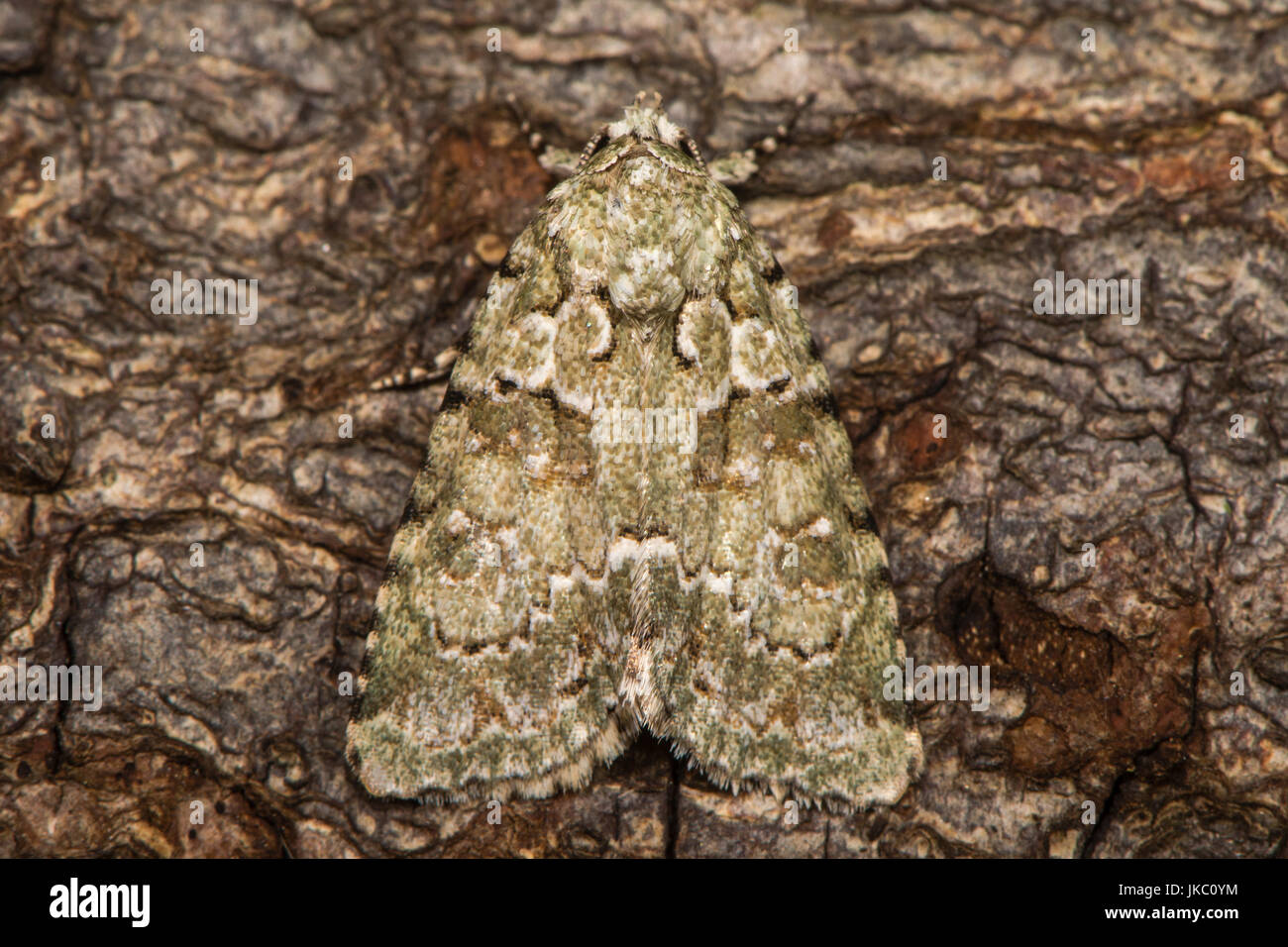 Verde Marmo tarma (Cryphia muralis) a riposo sulla corteccia. British moth nella famiglia Noctuidae ben mimetizzata sullo sfondo Foto Stock