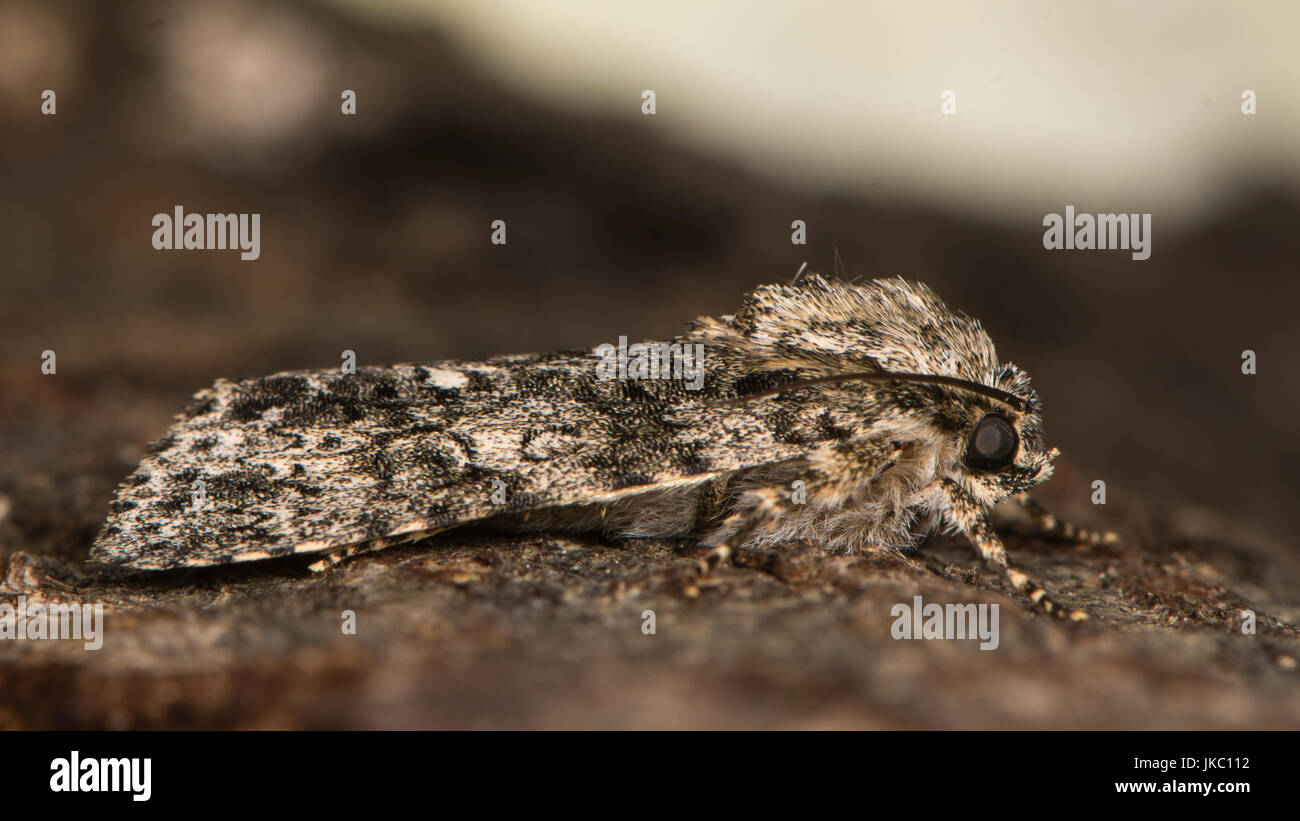 Pioppo falena grigia (Acronicta megacephala) a riposo nel profilo. British moth nella famiglia Noctuidae ben mimetizzata sullo sfondo Foto Stock