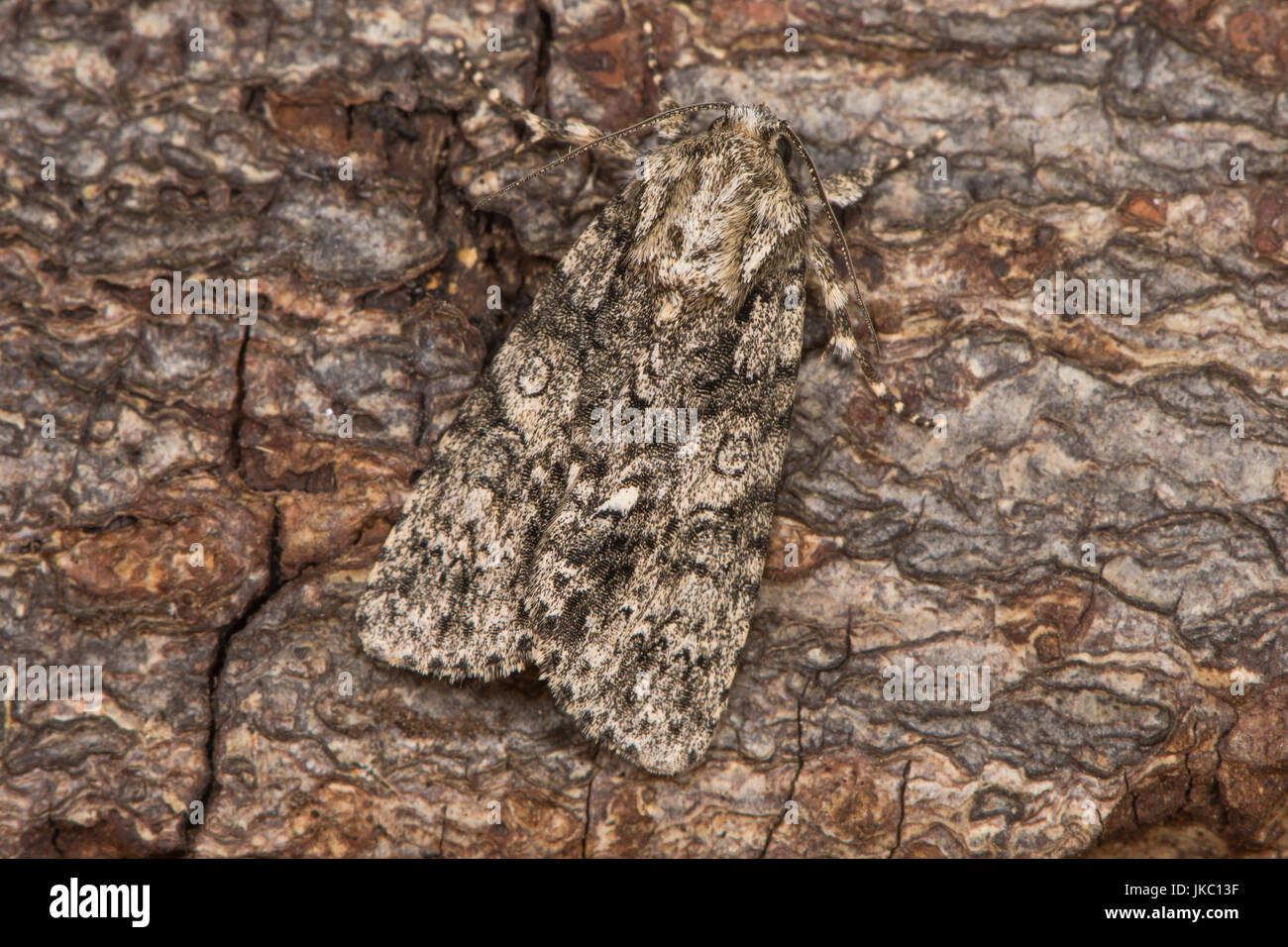 Pioppo falena grigia (Acronicta megacephala) a riposo sulla corteccia. British moth nella famiglia Noctuidae ben mimetizzata sullo sfondo Foto Stock