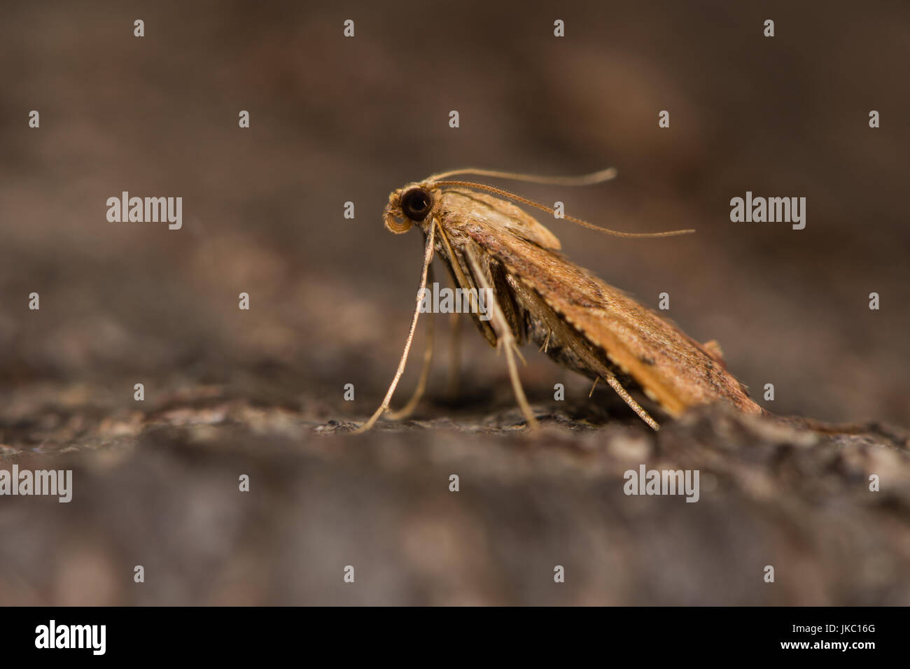 Endotricha flammealis micro moth a riposo nel profilo. British moth nella famiglia Pyralidae attratte verso la luce in bagno, Somerset, Regno Unito Foto Stock