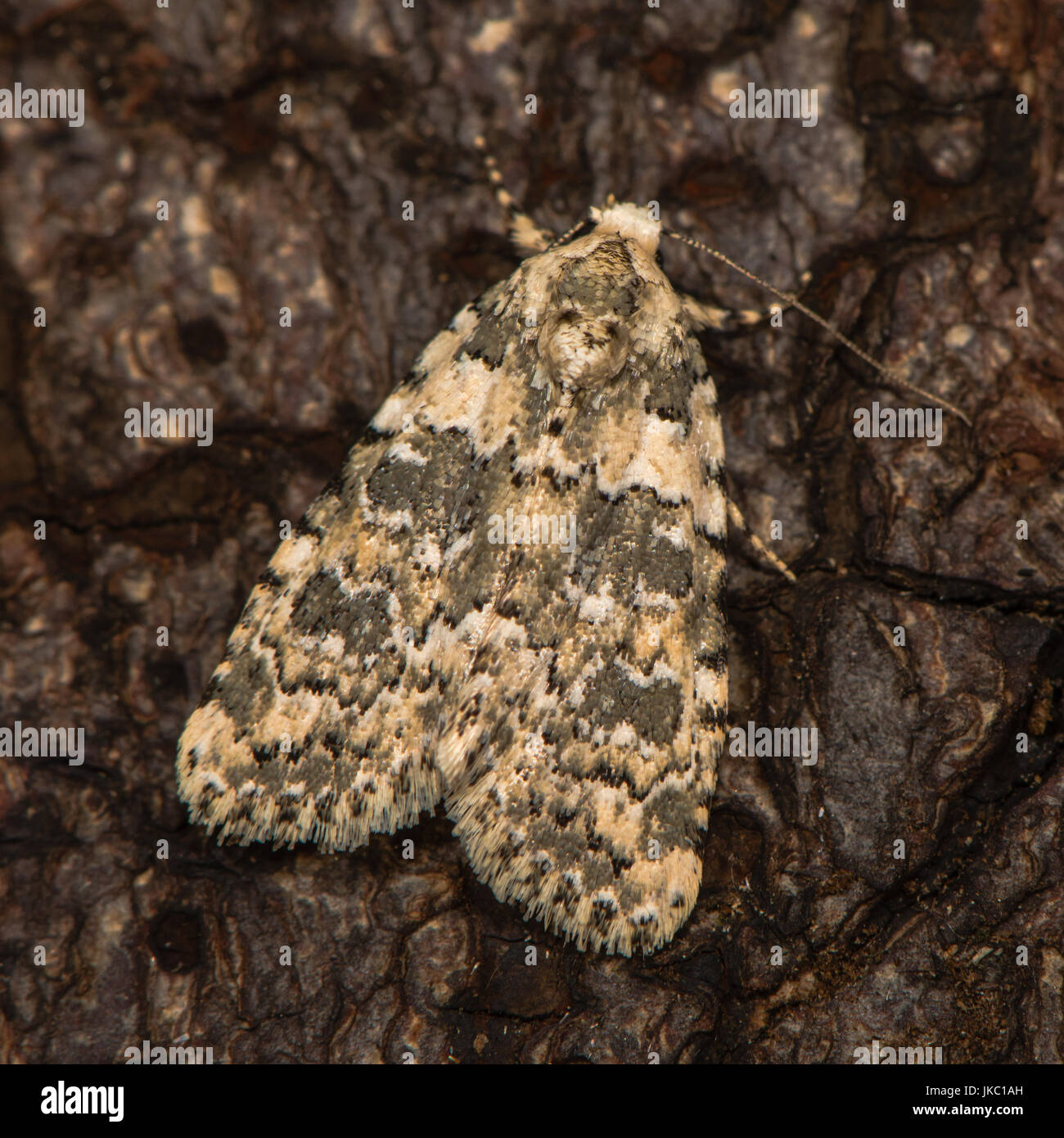 Bellezza in marmo (Bryophila domestica) a riposo sulla corteccia. British moth nella famiglia Noctuidae attratte verso la luce in bagno, Somerset, Regno Unito Foto Stock