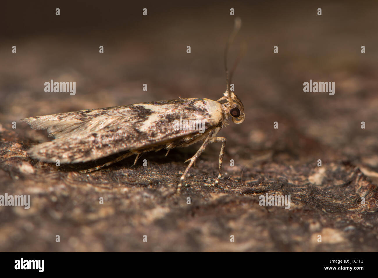 Blastobasis adustella tignola sulla corteccia. British moth nella famiglia Blastobasidae attratte verso la luce in bagno, Somerset, Regno Unito Foto Stock