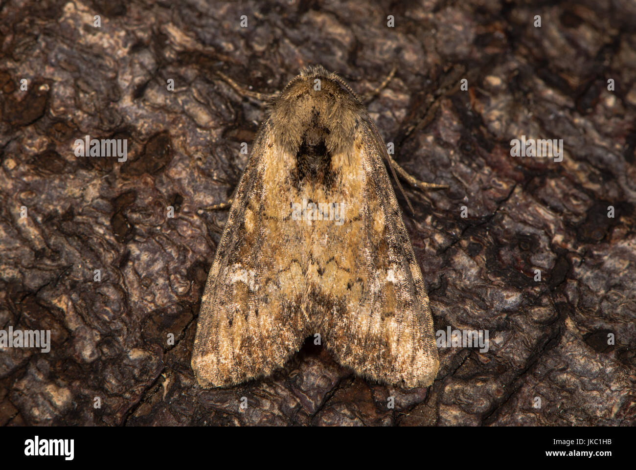 Offuscato il tigrato (Apamea epomidion) a riposo sulla corteccia. British moth nella famiglia Noctuidae attratte verso la luce in bagno, Somerset, Regno Unito Foto Stock