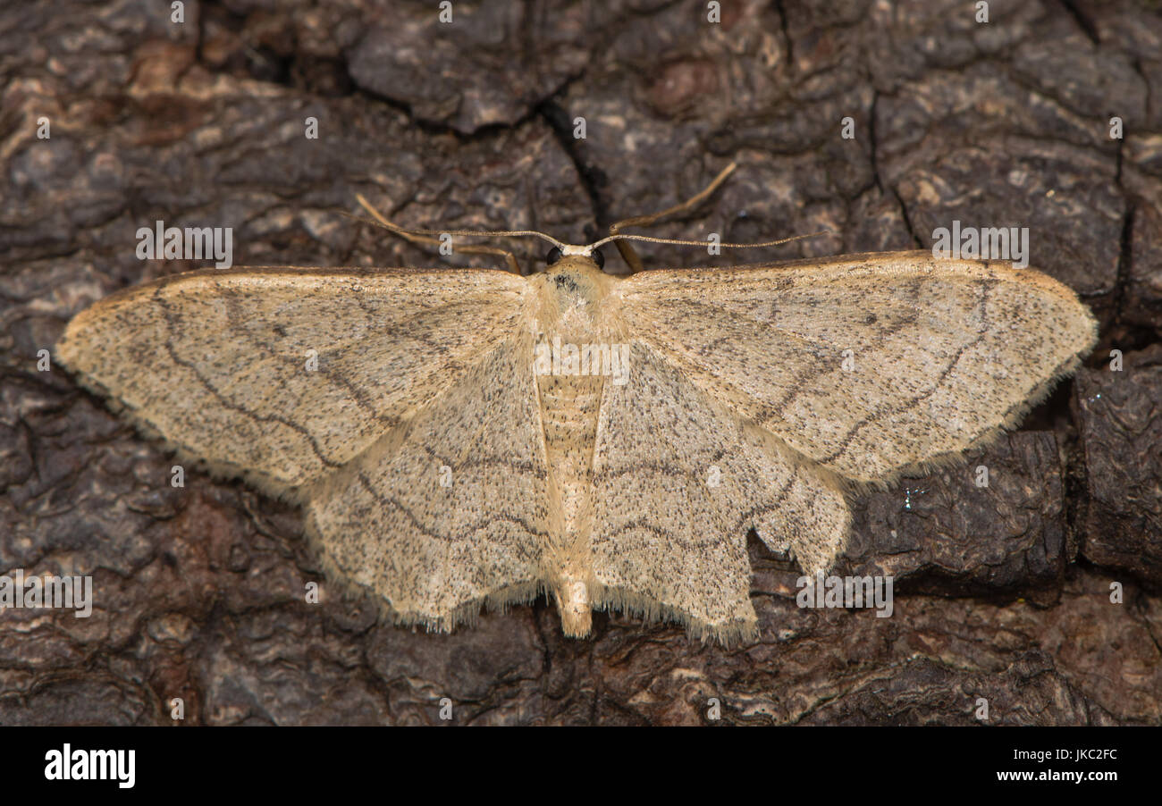 Onda Riband tarma (Idaea aversata) a riposo sulla corteccia. British moth nella famiglia Geometridae attratte verso la luce in bagno, Somerset, Regno Unito Foto Stock