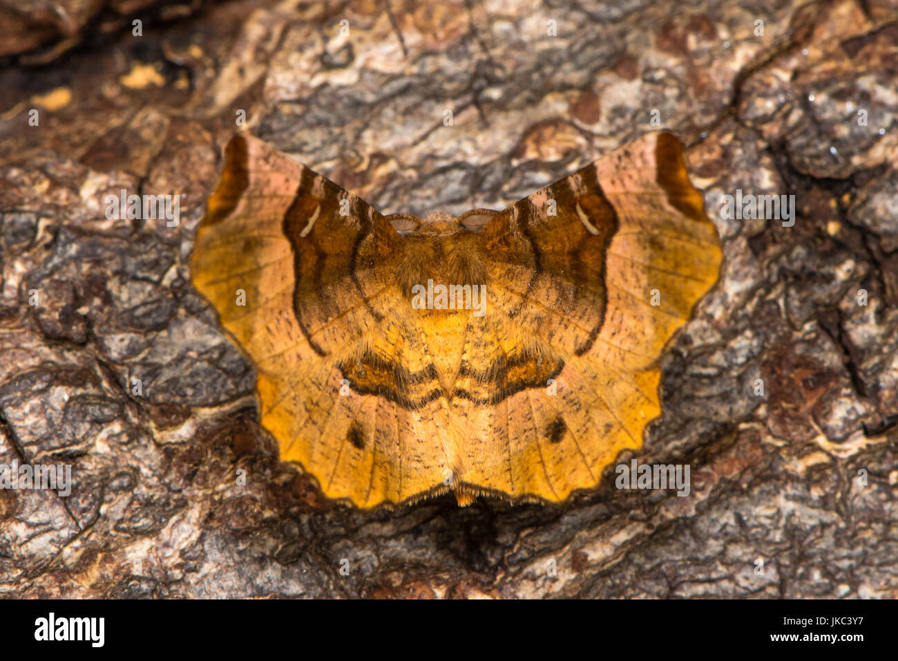 Viola thorn tarma (Selenia tetralunaria upperside). British moth nella famiglia Geometridae a riposo sulla corteccia Foto Stock
