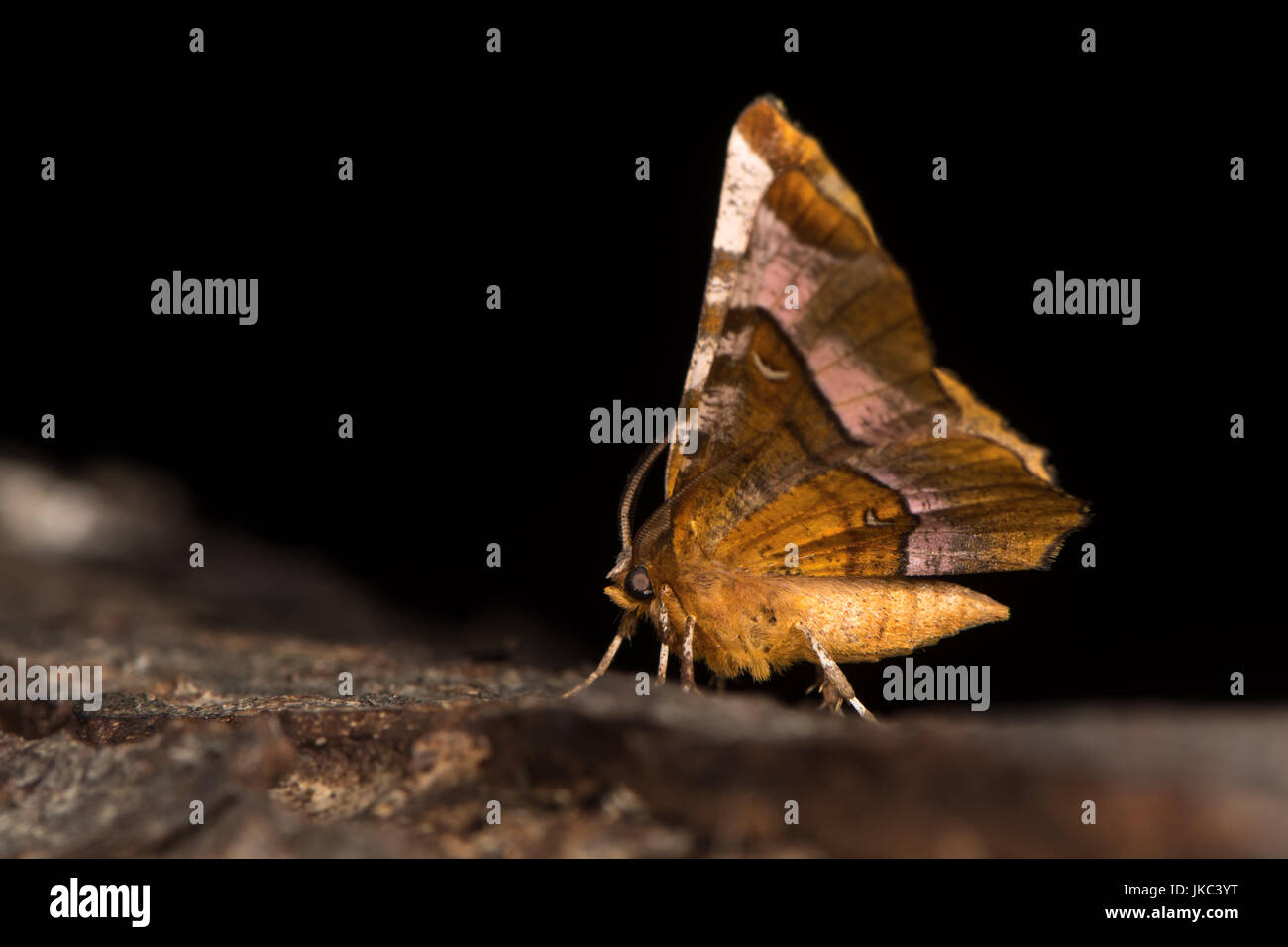 Viola thorn tarma (Selenia tetralunaria) inferiore. British moth nella famiglia Geometridae a riposo sulla corteccia Foto Stock