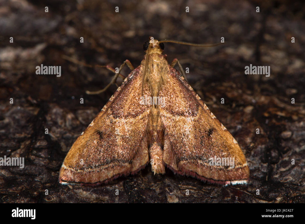 Endotricha flammealis micro moth sulla corteccia da sopra. British moth nella famiglia Pyralidae attratte verso la luce in bagno, Somerset, Regno Unito Foto Stock