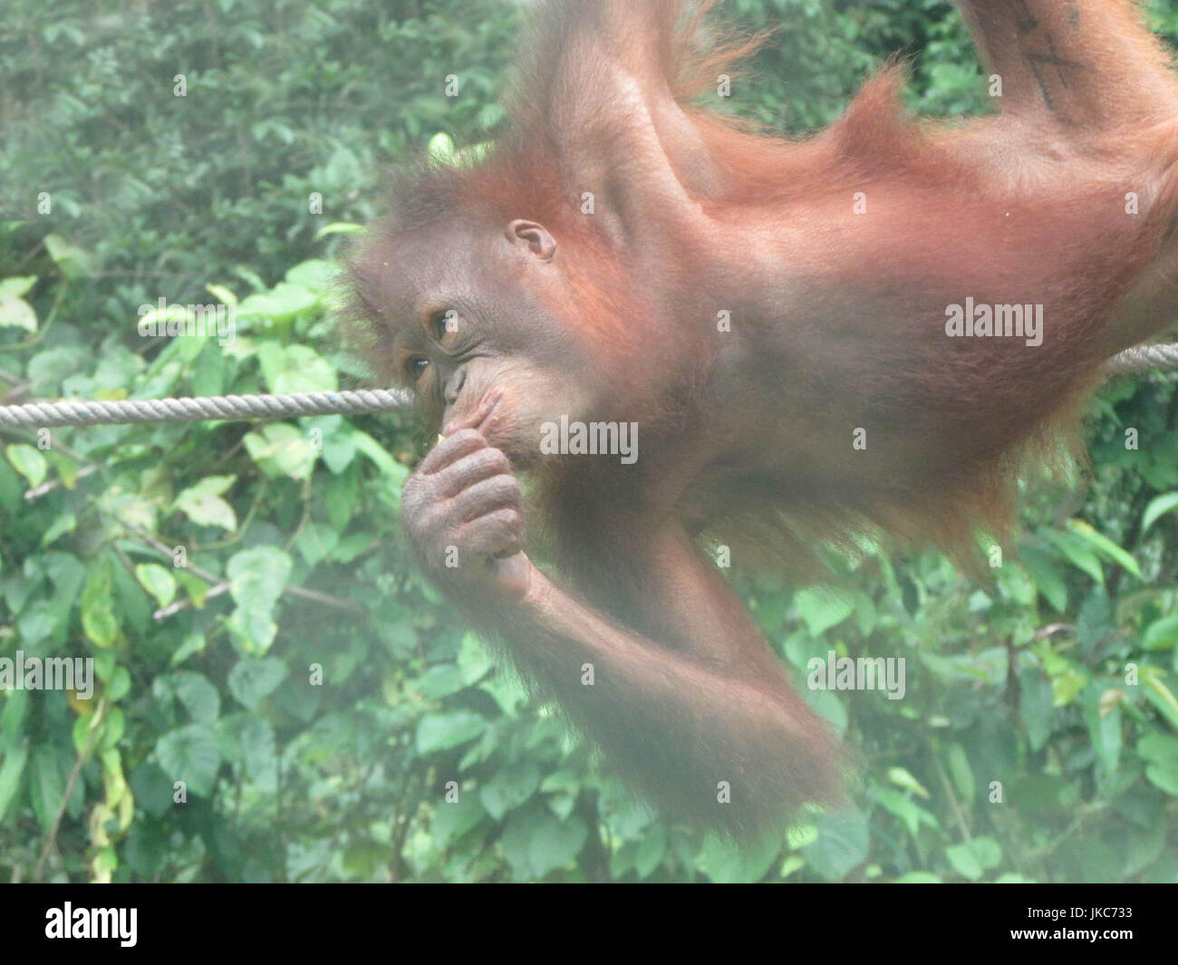 Orangutan in riserva di sepilok in Borneo, Malaysia Foto Stock