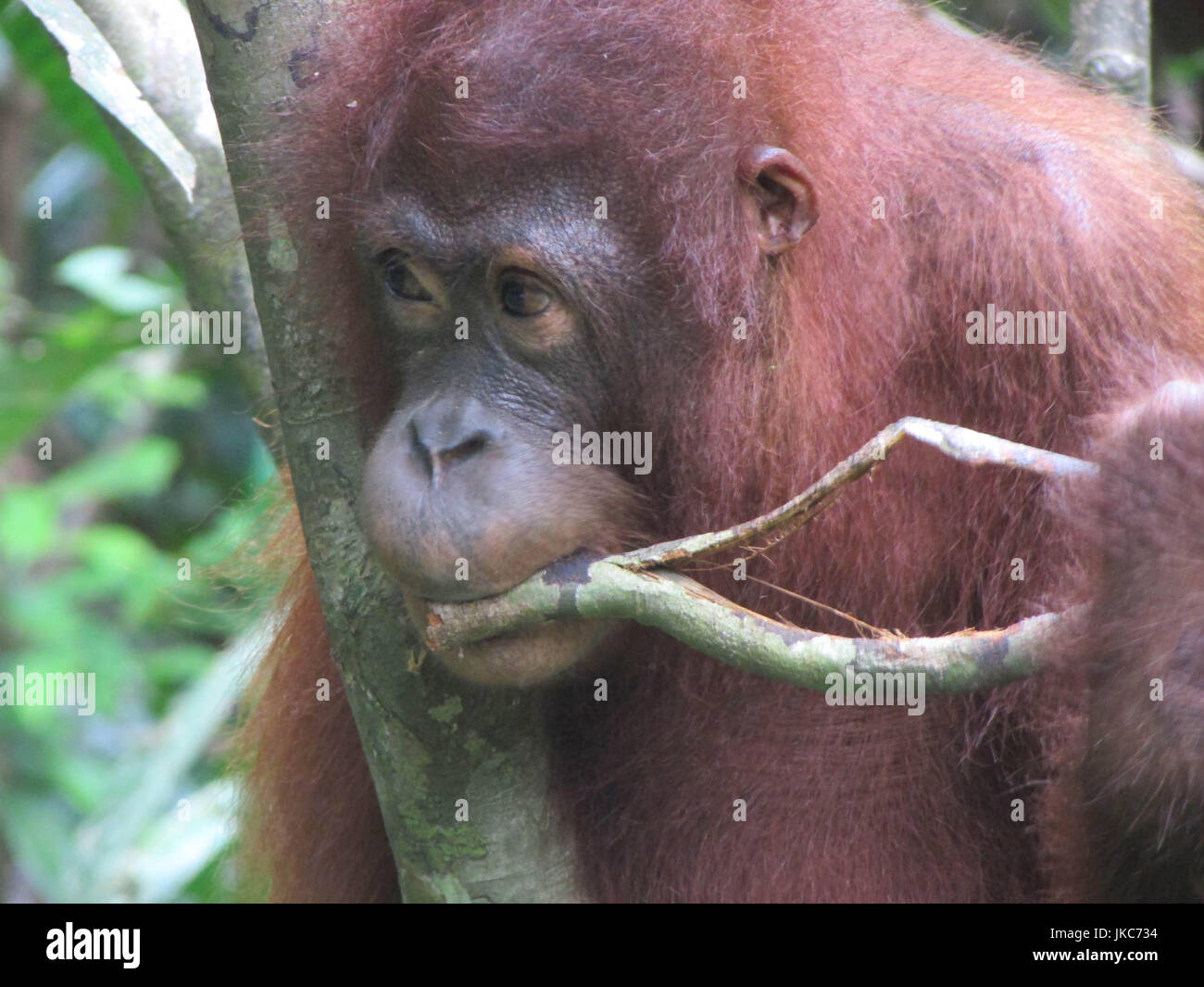 Orangutan in riserva di sepilok in Borneo, Malaysia Foto Stock