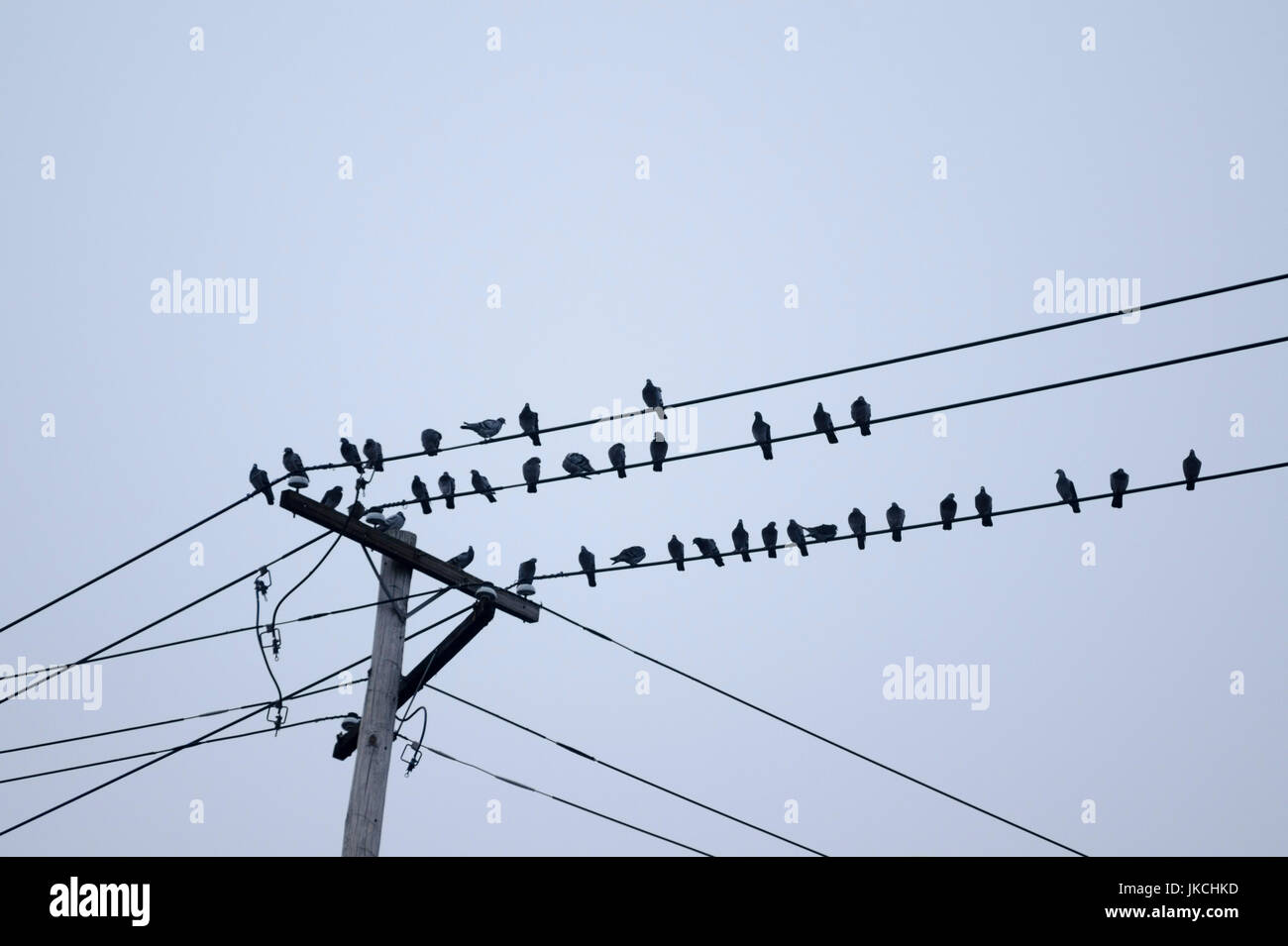 Gli uccelli appollaiato su cavi Foto Stock