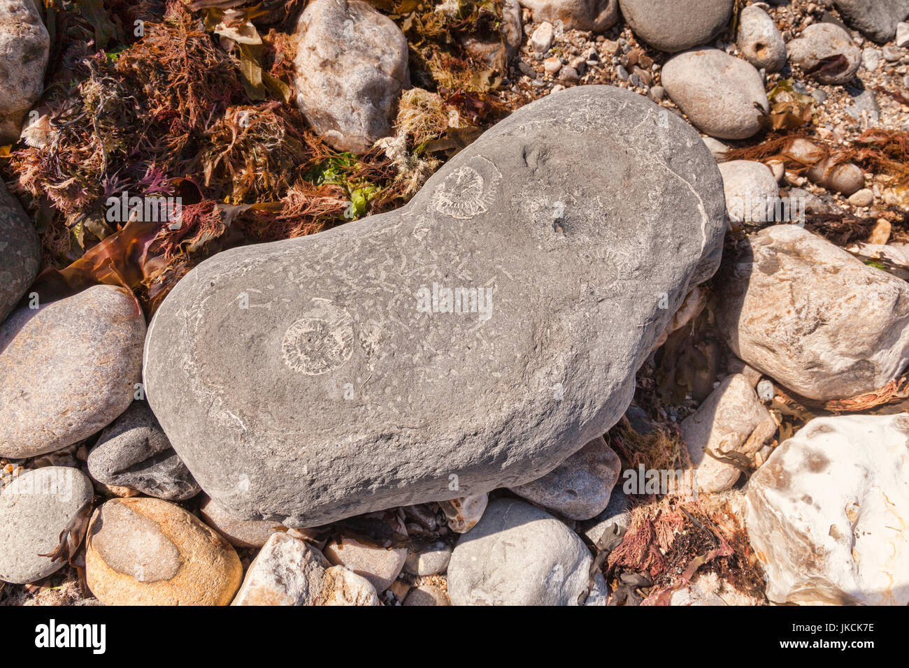 Ammonita fossili in una roccia giacente sulla Monmouth Beach, Lyme Regis, Dorset, England, Regno Unito Foto Stock