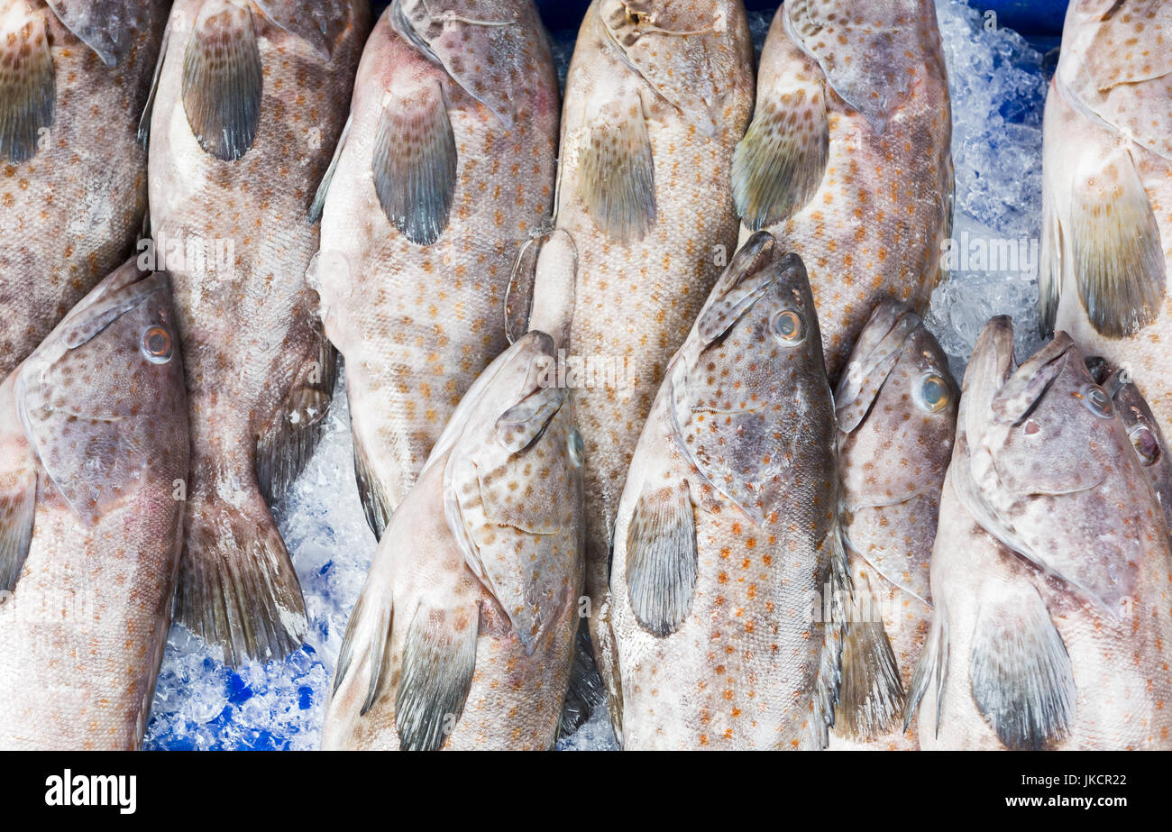 Il Gigante fresca Seaperch ( barramundi, argento pesce persico, bianco pesce persico, ritardatari calcarifer ) su ghiaccio per la vendita nel mercato del pesce Foto Stock