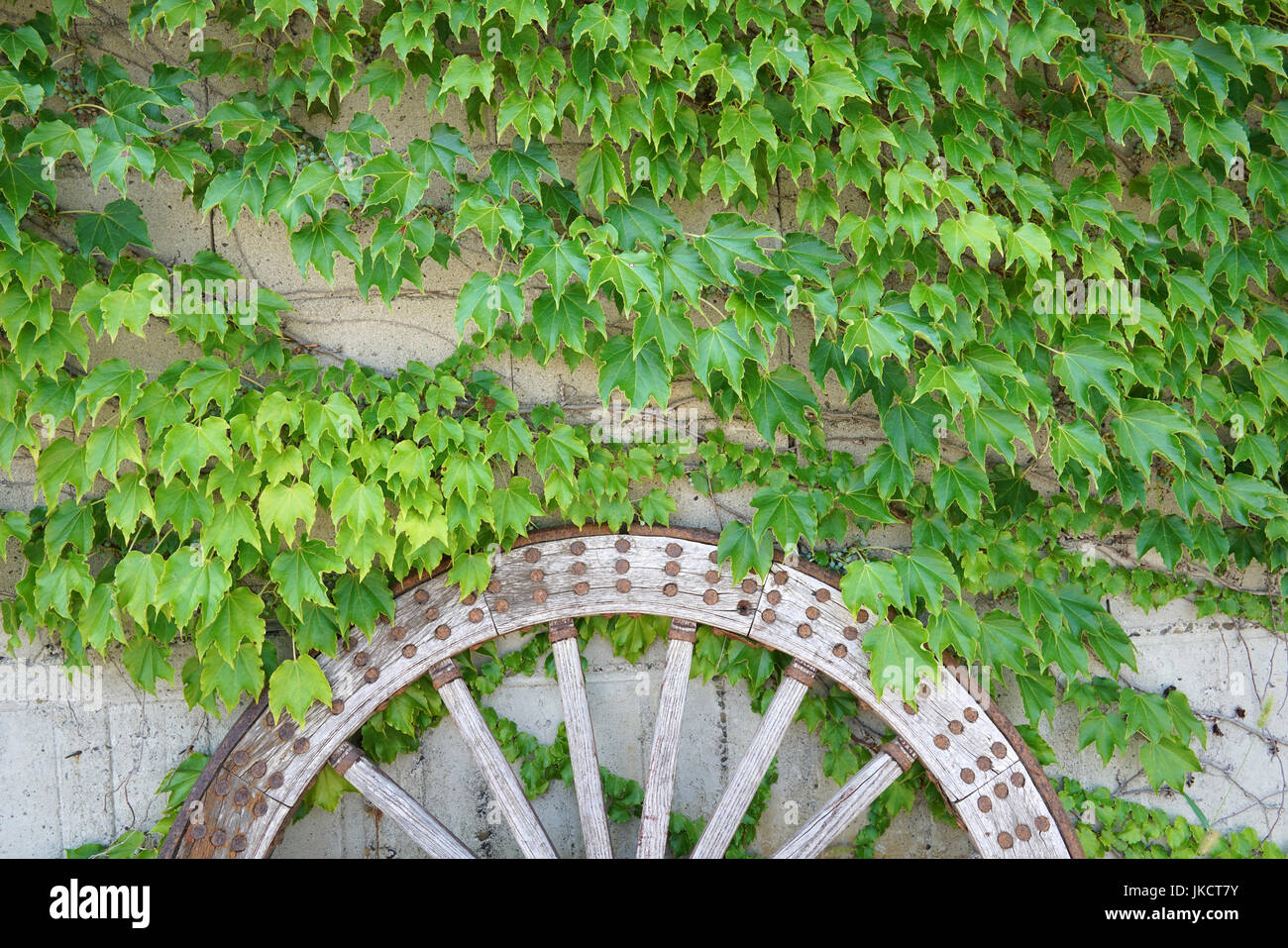 Antico e legno stagionato carrello ruota di vite con foglie di colore verde Foto Stock