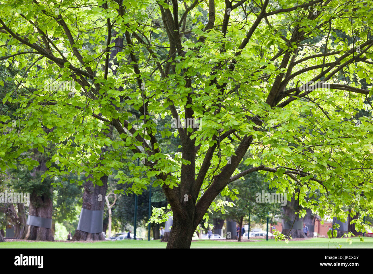 Australia, Victoria, VIC, Melbourne, a est di Melbourne, i Giardini Fitzroy Foto Stock