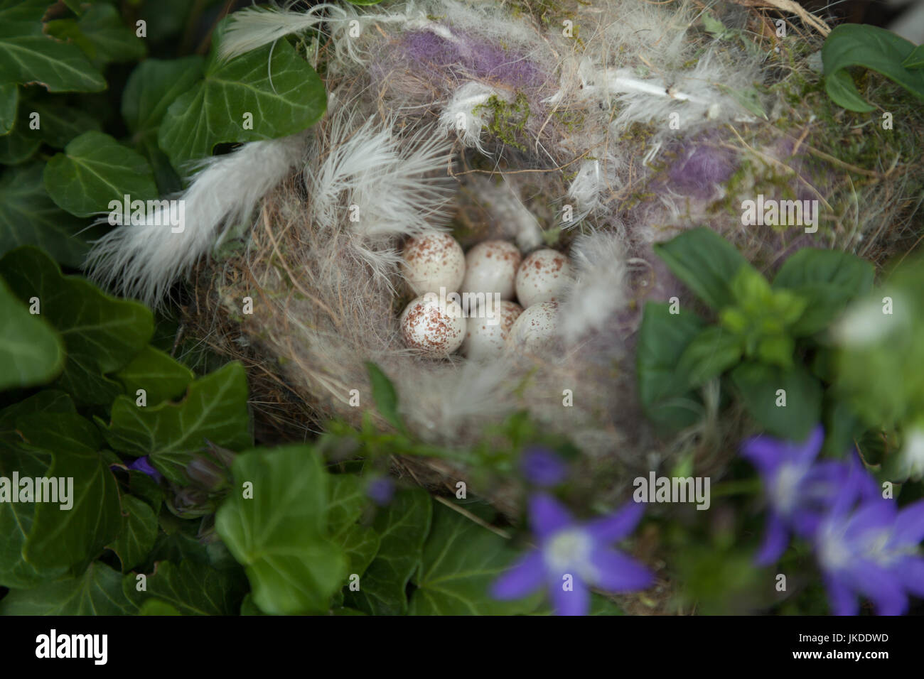 Nido di uccelli con uova Foto Stock