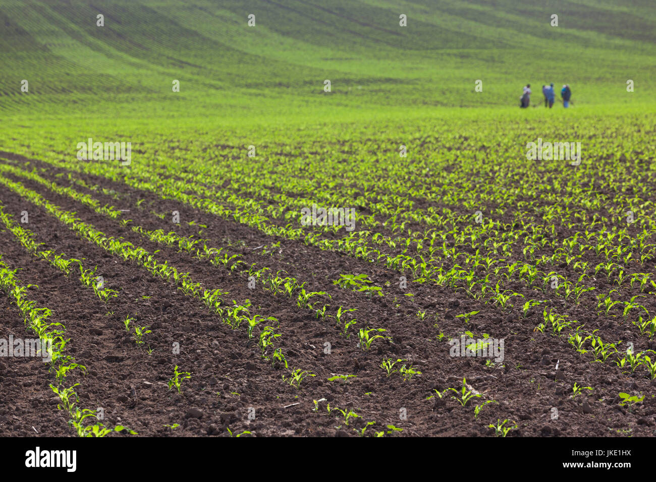 La Romania, Danubio Delta, Bestepe, campi di fattoria, molla Foto Stock