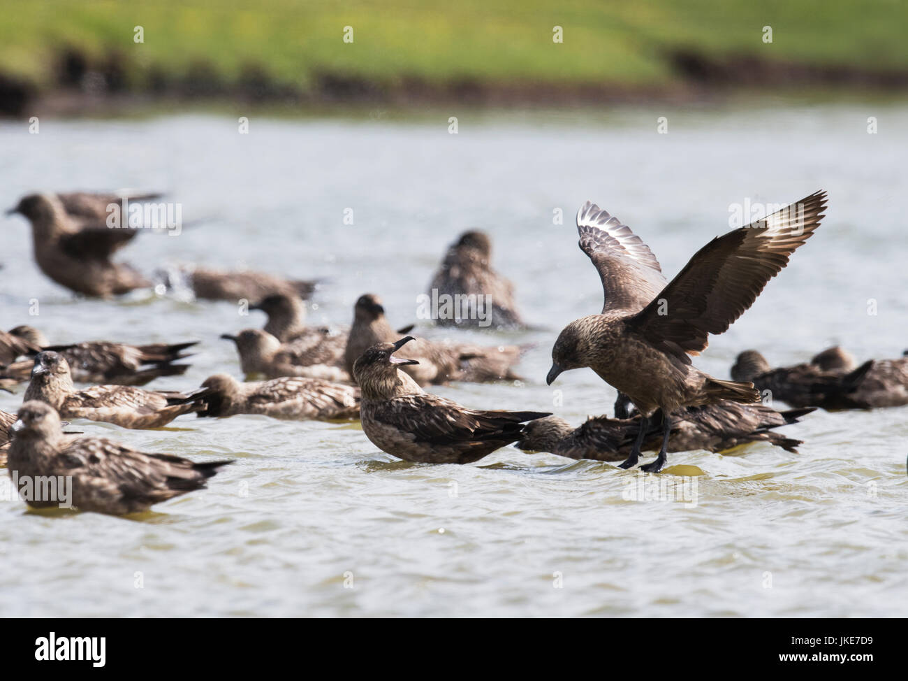 Un grande Skua (Catharacta skua) in atterraggio a una balneazione "club sito', Unst, Shetland, Regno Unito Foto Stock