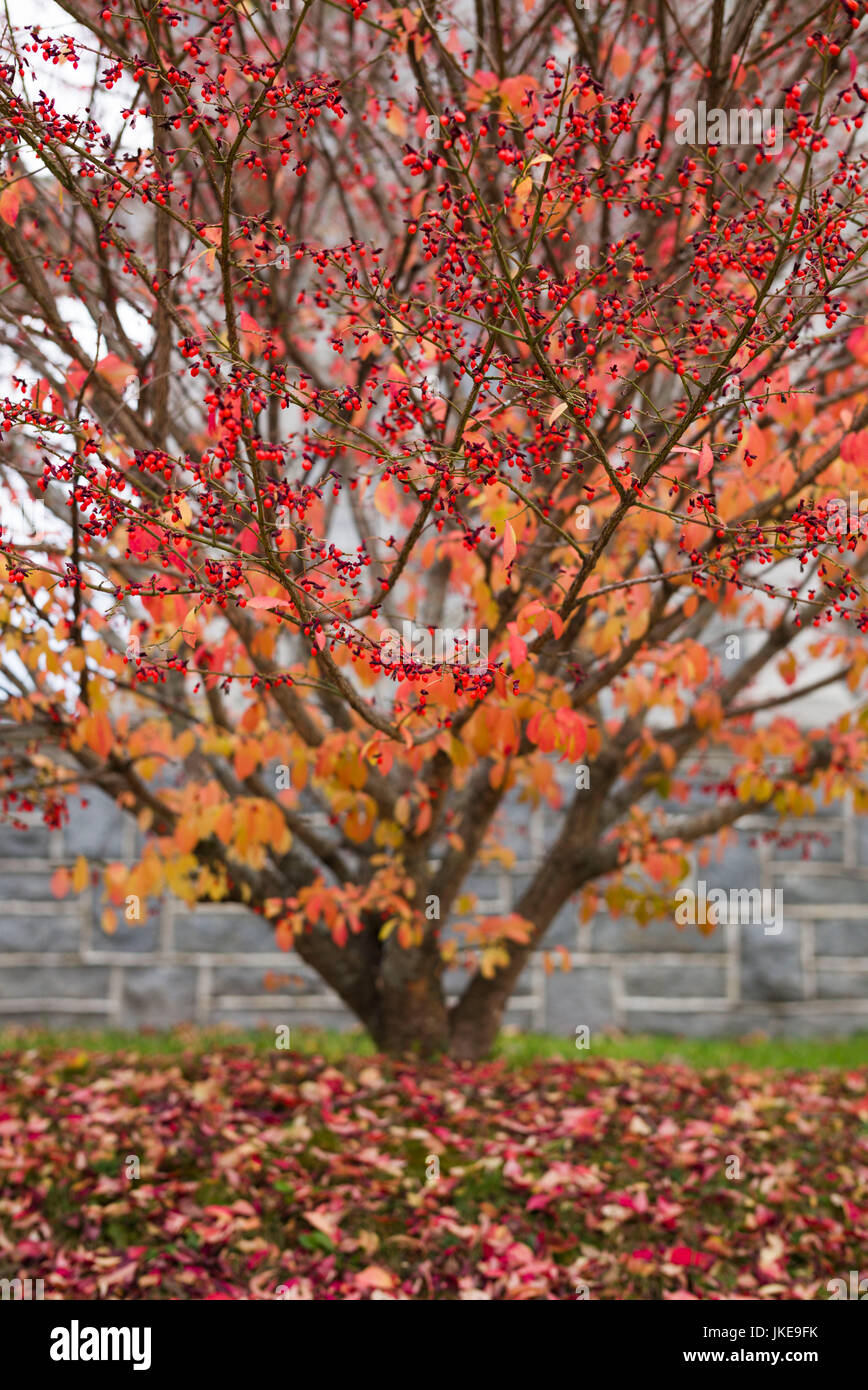 Stati Uniti d'America, New Hampshire, Enfield, rosso bush, caduta Foto Stock