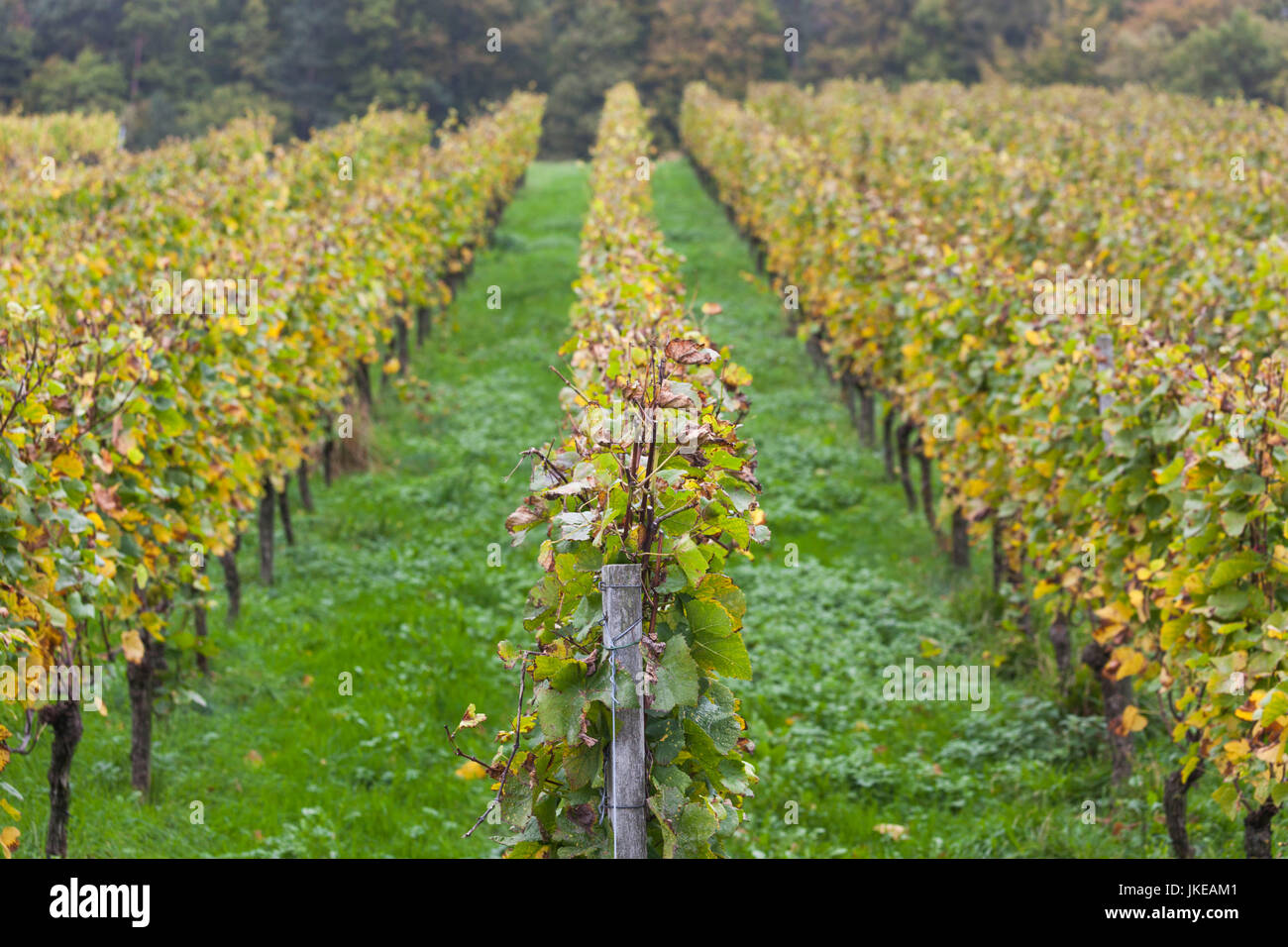 Germania Baden-Wuerttemberg, Badische Weinstrasse, Baden vigneti, Neuweier, vigneti in autunno Foto Stock