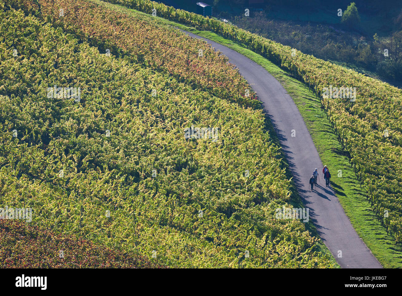 Germania Baden-Wuerttemberg, Stuttgart - Uhlbach, vigneti al di sopra di Untertuerkheim, caduta Foto Stock