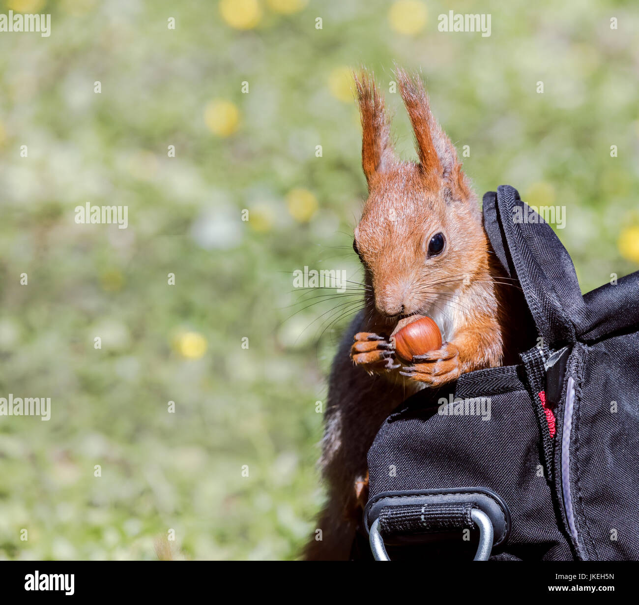 Funny scoiattolo rosso si trova in park visitatore borsa con un dado rubati closeup Foto Stock