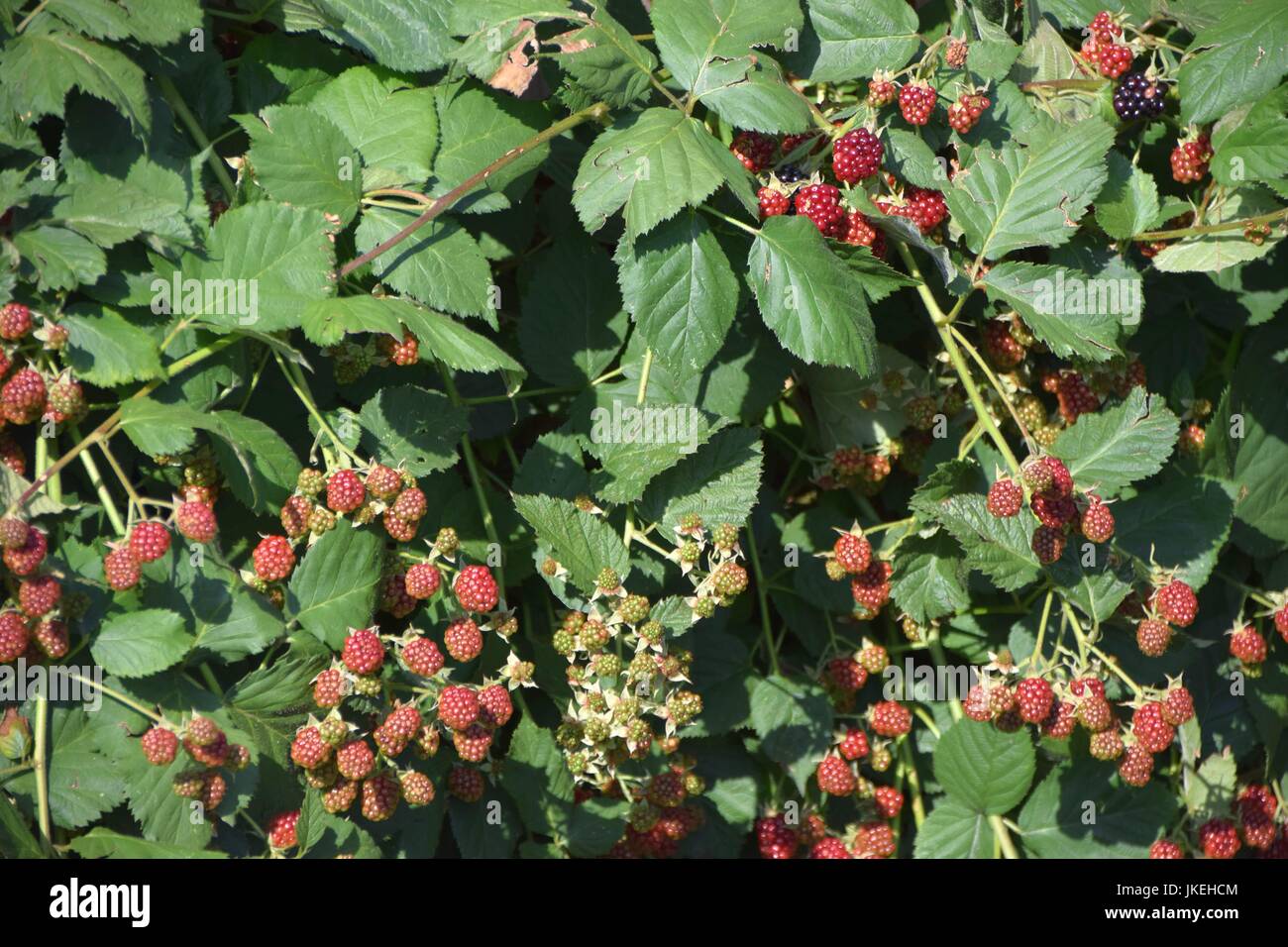 More, blackberry, Rubus Foto Stock