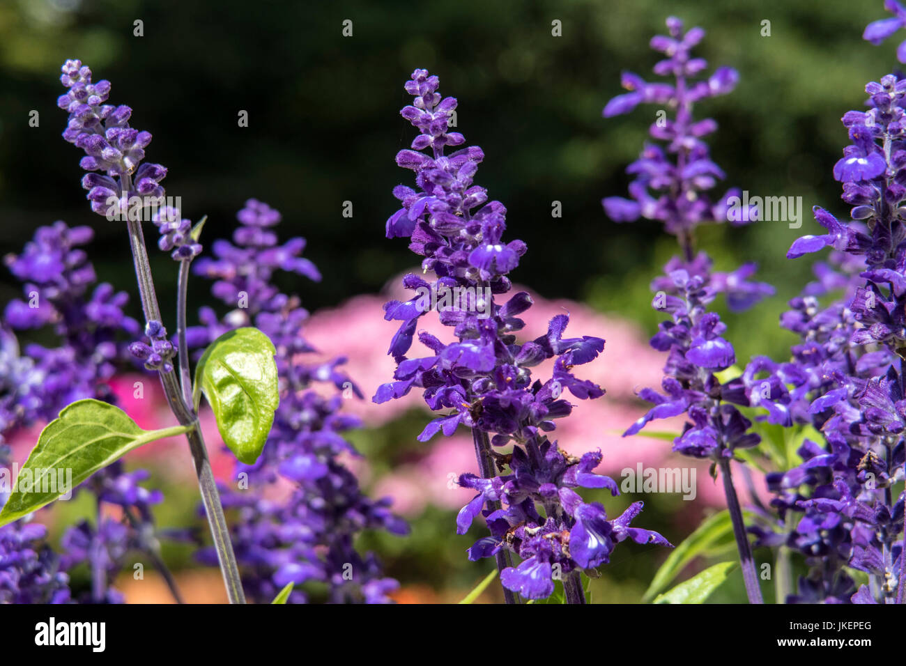 Salvia " Victoria Blue' - Salvia farinacea Victoria blu, farinoso cup salvia. Foto Stock