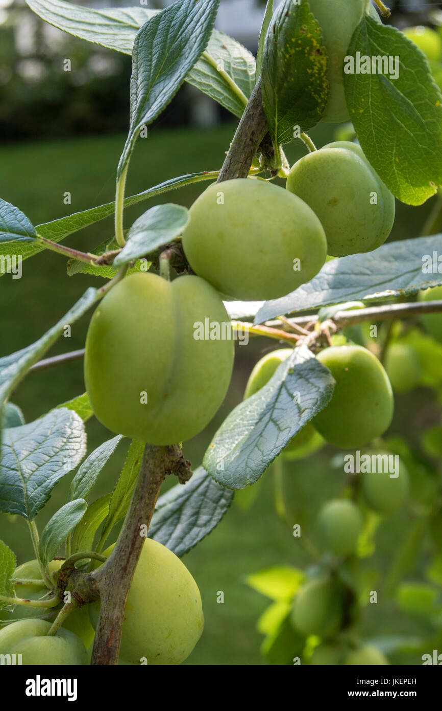 Marjorie's Seedling prugne, tarda a frutto di varietà che cresce su un albero, non ancora maturi. Foto Stock