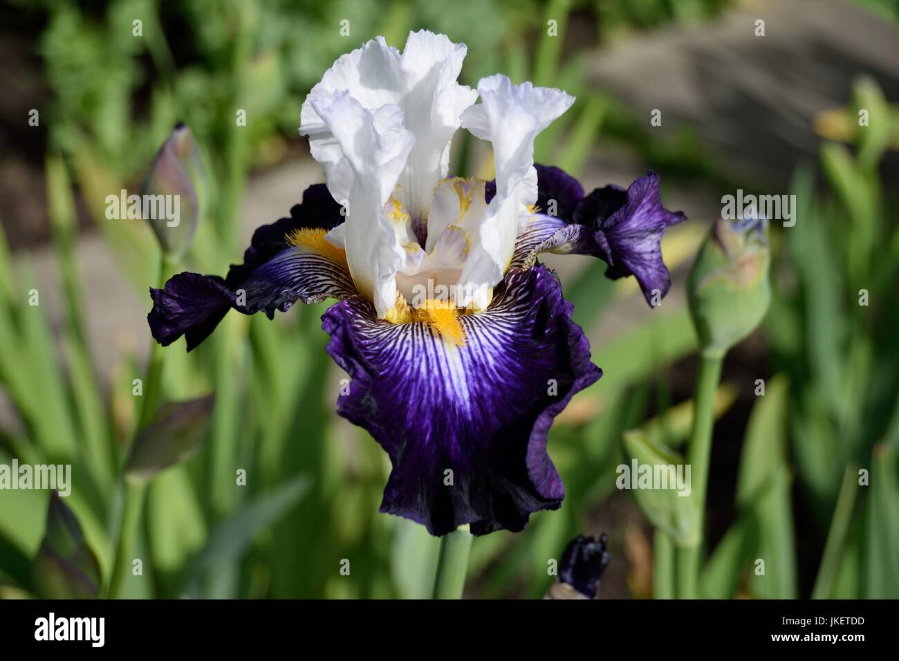 Bearded iris Foto Stock