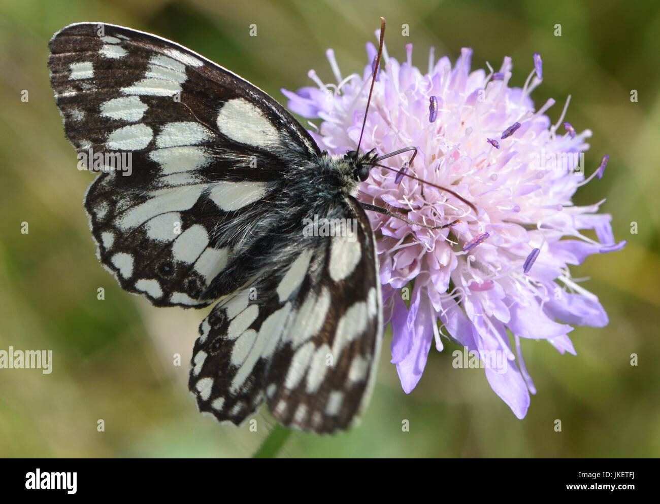 Un bianco e nero bianco marmo butterfly (Melanargia galathea) con ali aperte prende il nettare da un campo Scabious fiore (Knautia arvense). Cuckmere Foto Stock