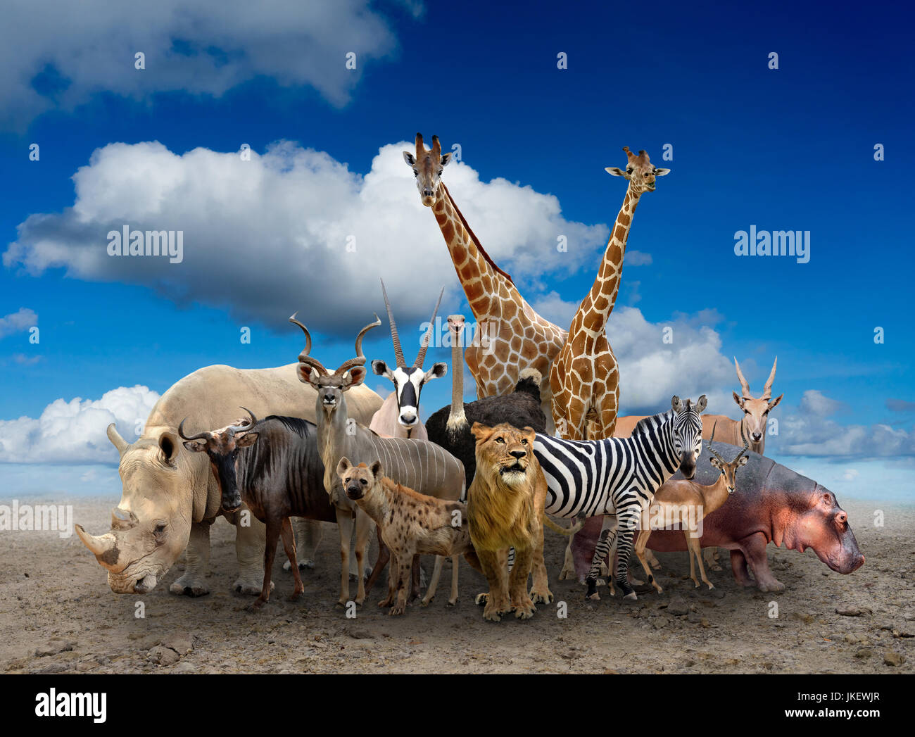 Gruppo di animali in africa in piedi sul suolo Foto Stock