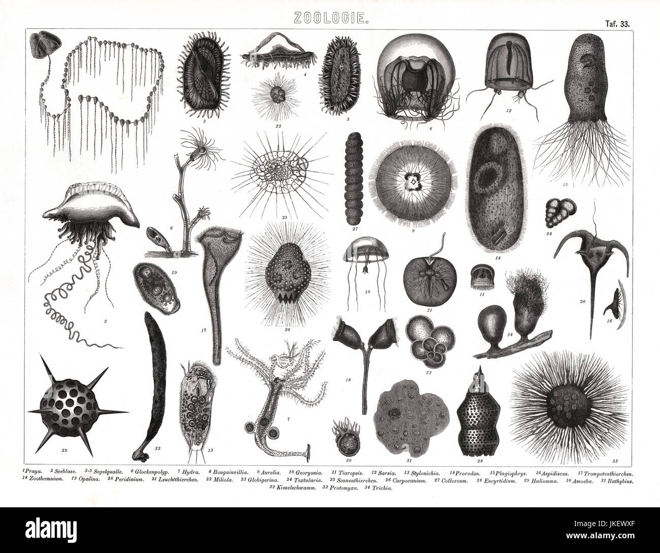 1874 antique bilder stampa: plancton, meduse e altre creature del mare. Foto Stock