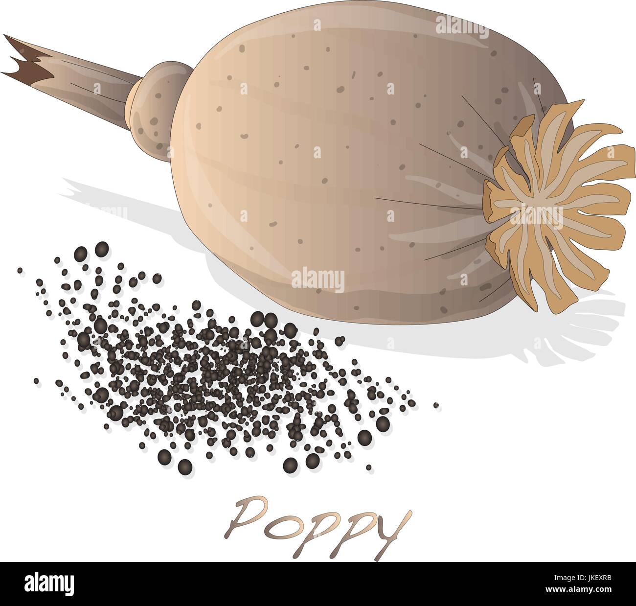 Essiccata la testa di papavero vettore isolato su bianco Illustrazione Vettoriale
