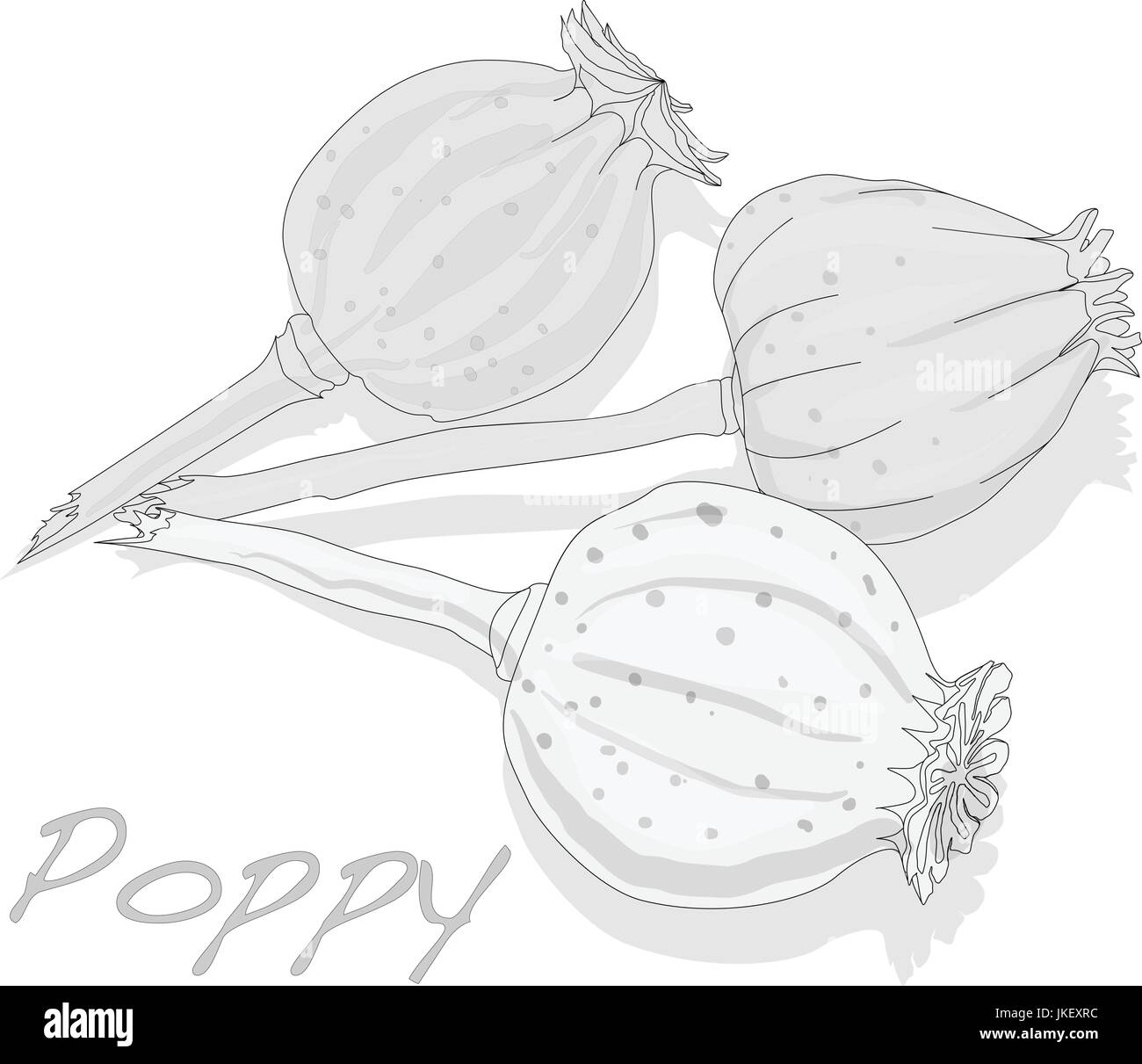 Essiccata la testa di papavero vettore isolato su bianco Illustrazione Vettoriale