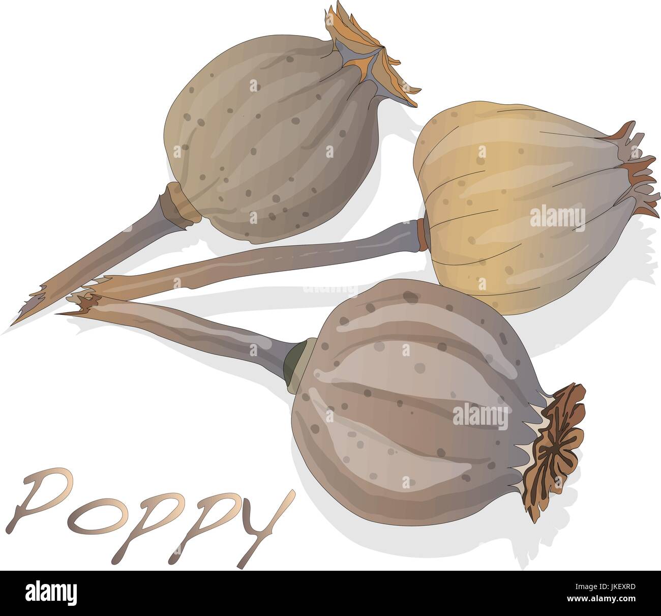 Essiccata la testa di papavero vettore isolato su bianco Illustrazione Vettoriale