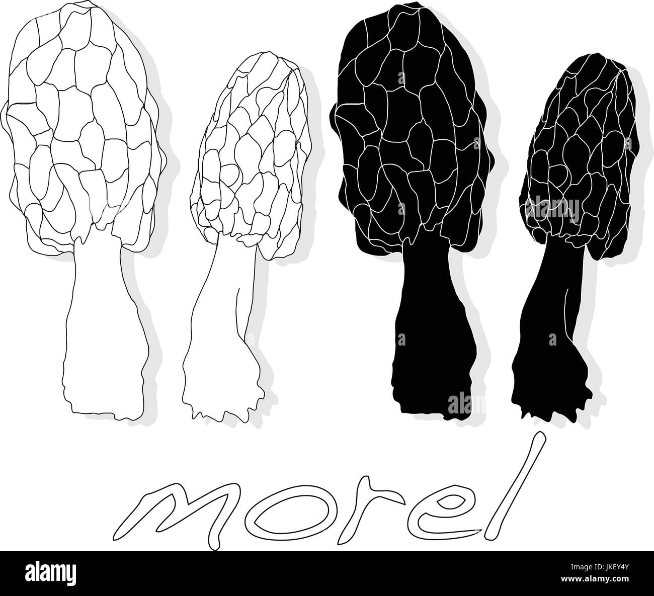 Morel, giallo morel, vero morel e spugna morel - i funghi commestibili (Morchella esculenta) illustrazione Illustrazione Vettoriale