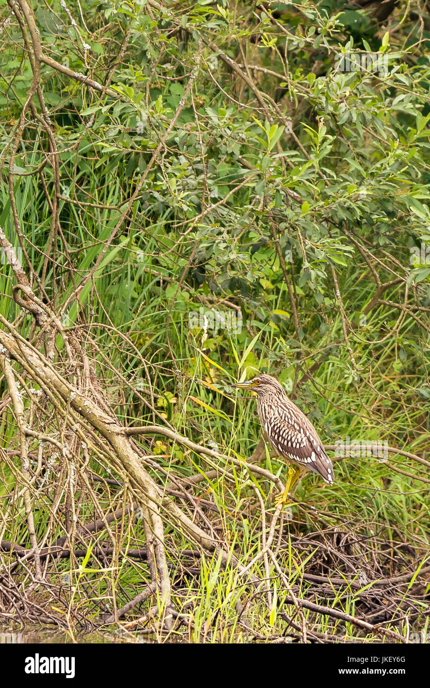 Foto verticale di giovani nitticora con bambino piume colorate. Uccello è appollaiato sul ramo secco sul bordo del laghetto con boccola verde Foto Stock