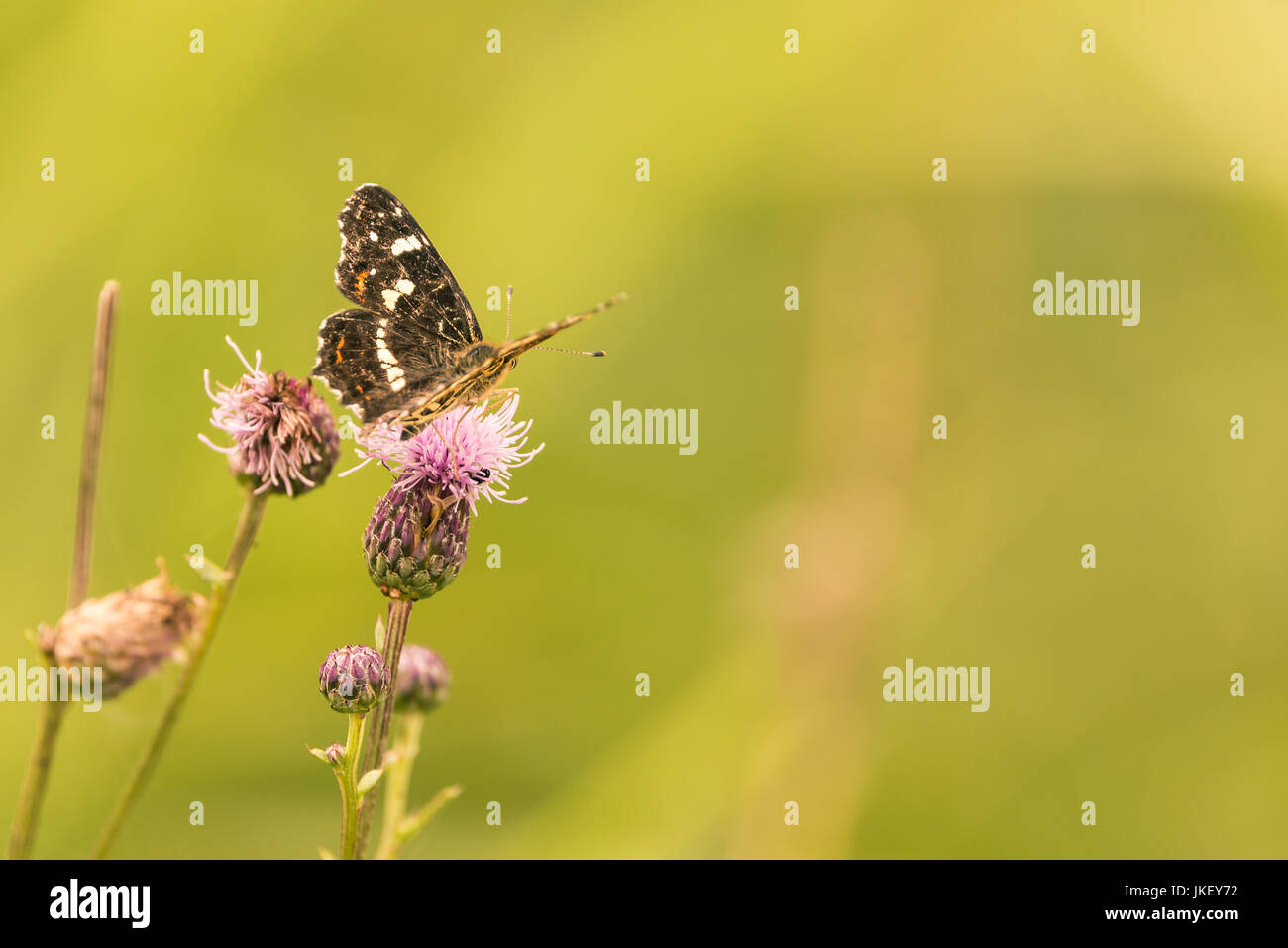Foto verticale della singola farfalla nero con strisce bianche sulle ali. L'insetto è arroccato sulla luce viola o rosa fioritura della pianta di cardo. Il ba Foto Stock