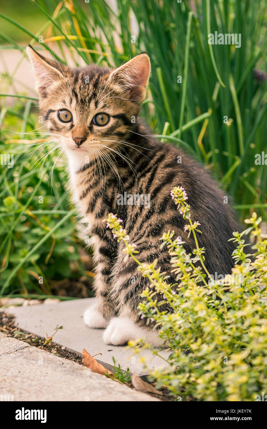 Foto verticale di singole piccole gattino. Cat siede sulla piastrella in giardino di erbe con il timo davanti ed erba cipollina nel retro. Baby animale ha bella tabby pelliccia con whi Foto Stock