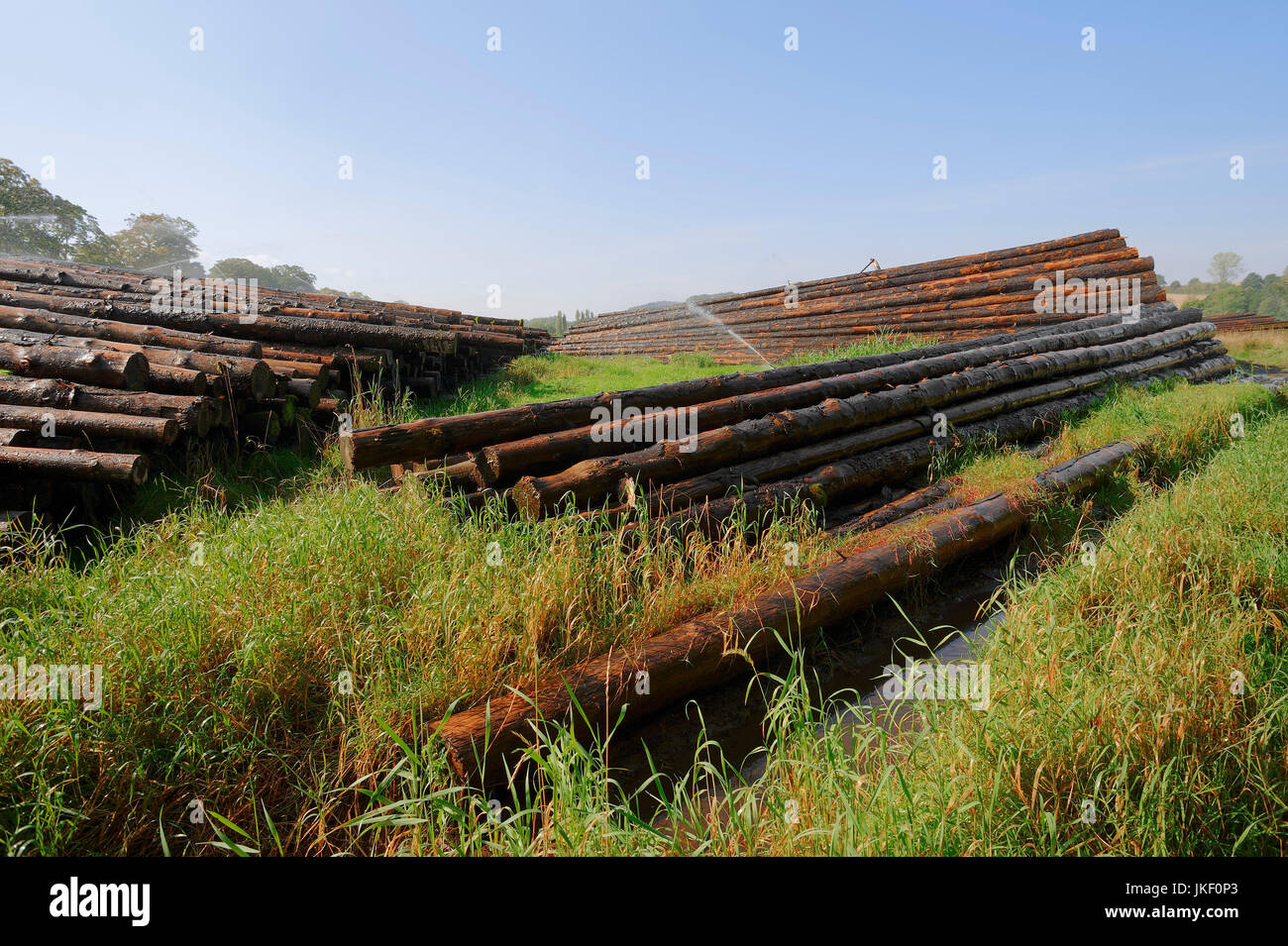 Irrigazione di pali di legno, Sauerland, Renania settentrionale-Vestfalia, Germania / timberyard | Nassholzlager, Bewaesserung von Holzstapeln, Sauerland Foto Stock