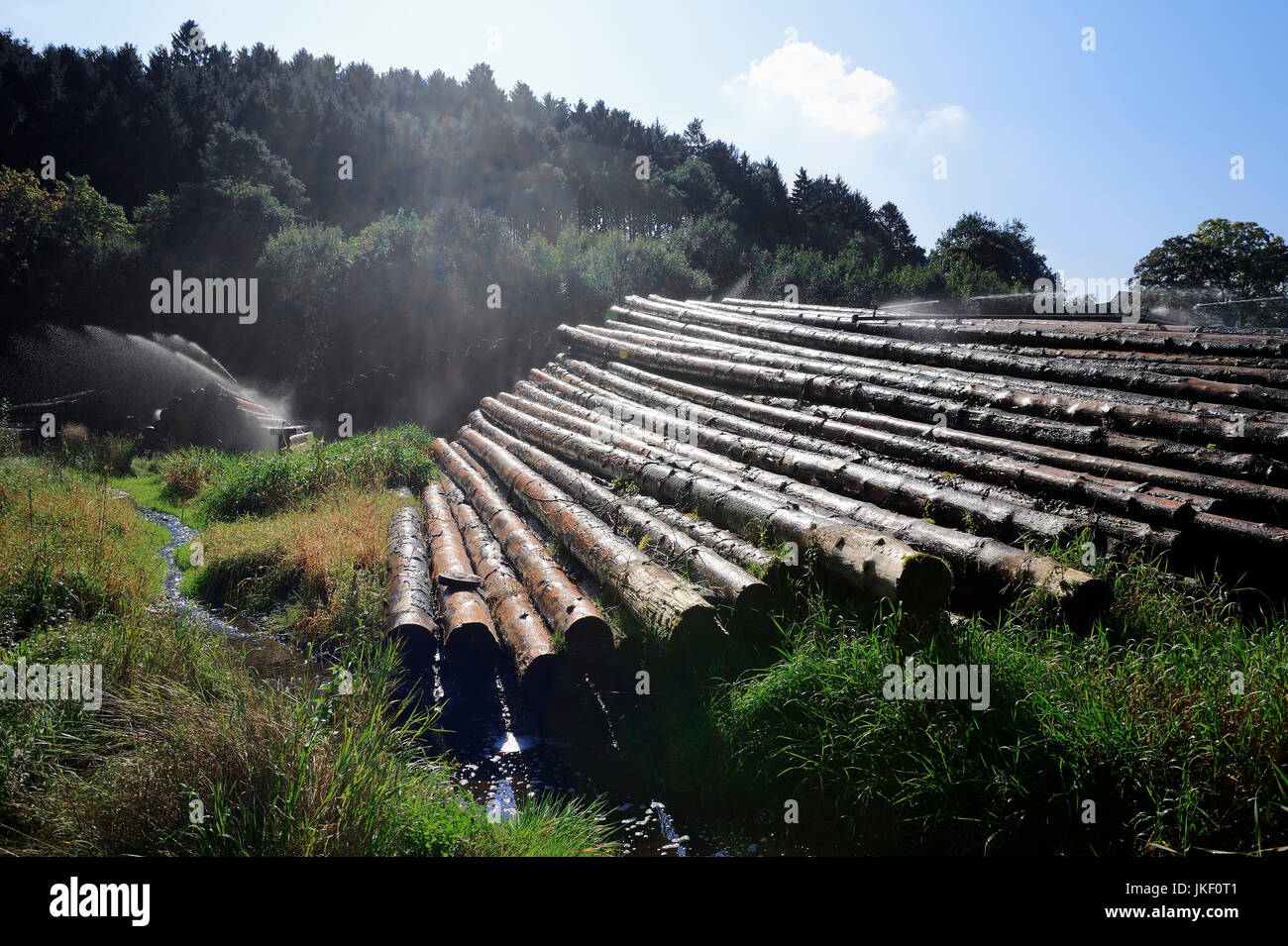 Irrigazione di pali di legno, Sauerland, Renania settentrionale-Vestfalia, Germania / timberyard | Nassholzlager, Bewaesserung von Holzstapeln, Sauerland Foto Stock