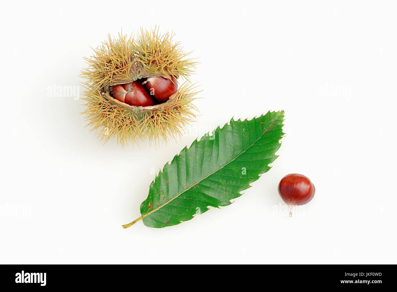 Dolce di castagne, foglie e frutti / (Castanea sativa) / castagno europeo | Esskastanie, Blatt und Fruechte / (Castanea sativa) Foto Stock