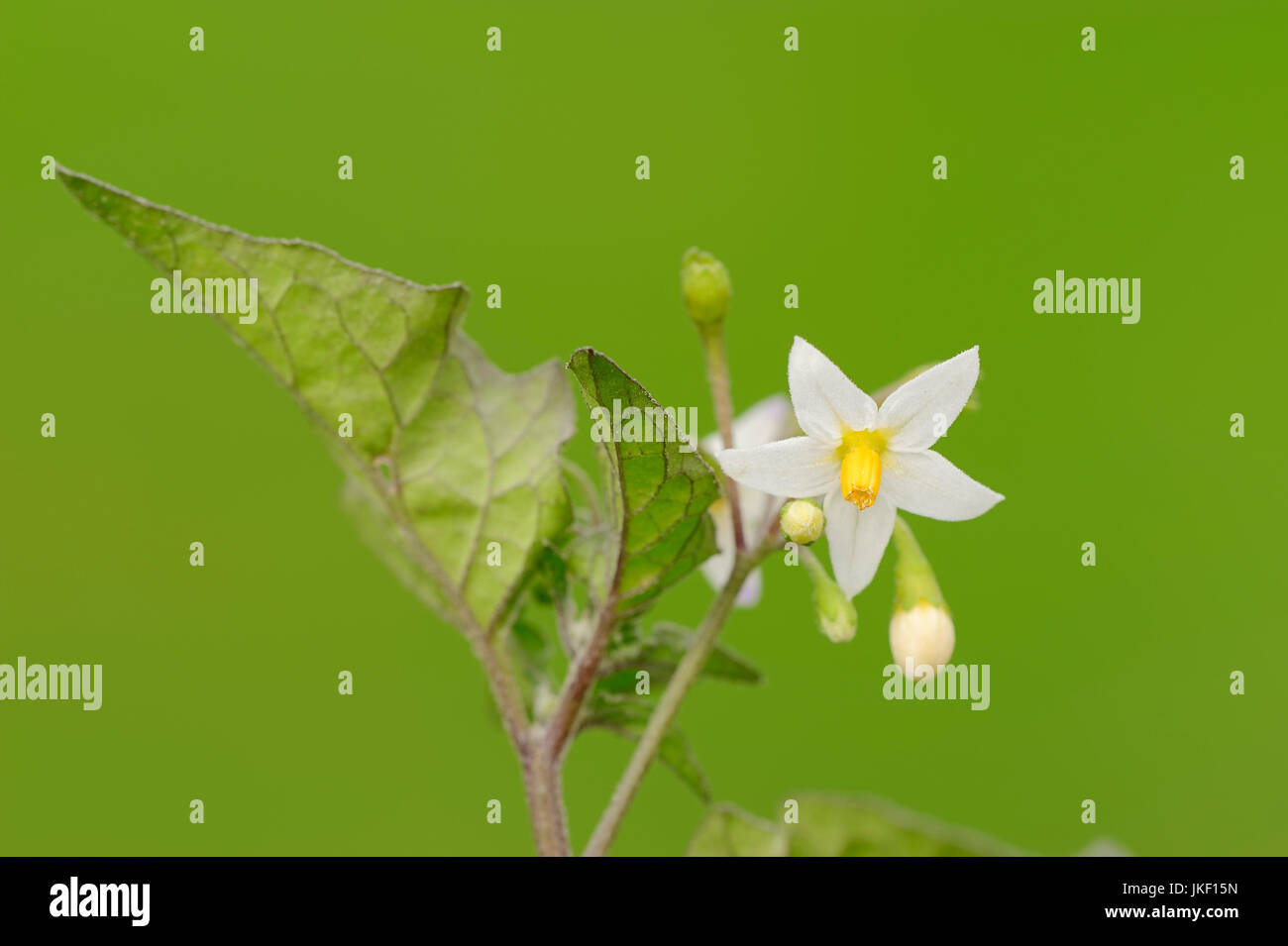 Unione erba morella, fiore, Renania settentrionale-Vestfalia, Germania / (Solanum nigrum) Foto Stock