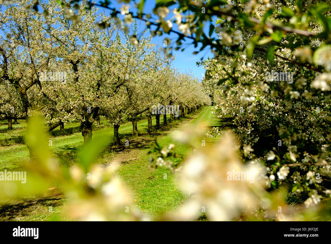 Obstplantage im Frühling, blühende Kirschbäume, Oberreitnau bei Lindau am Bodensee, Algovia, Schwaben, Bayern, Deutschland, Foto Stock