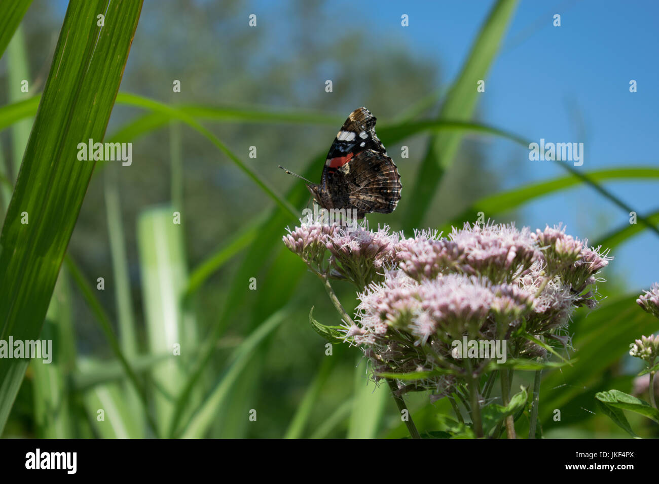 Farfalla pavone. Aglais io. Foto Stock